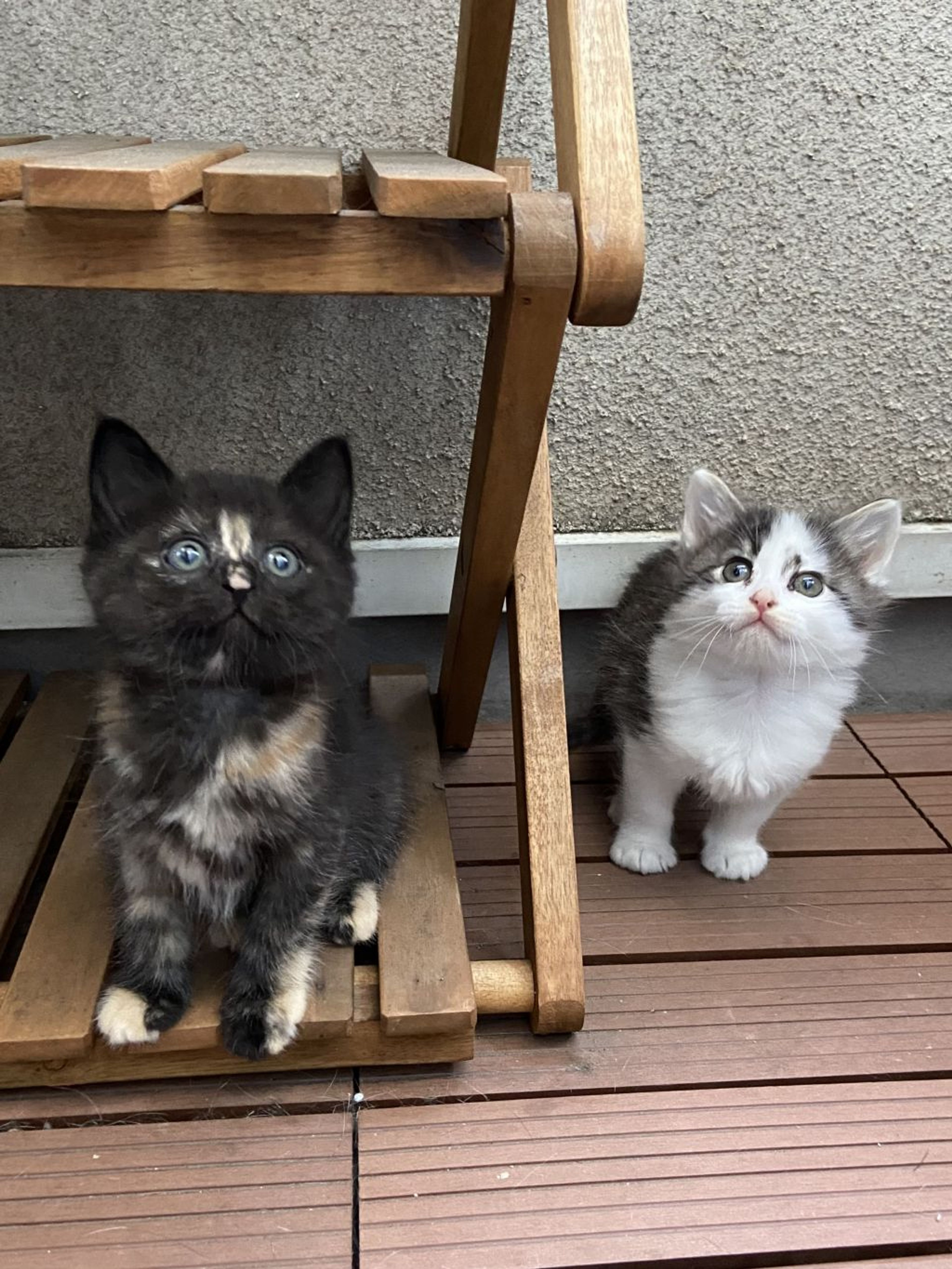 pet-image-5