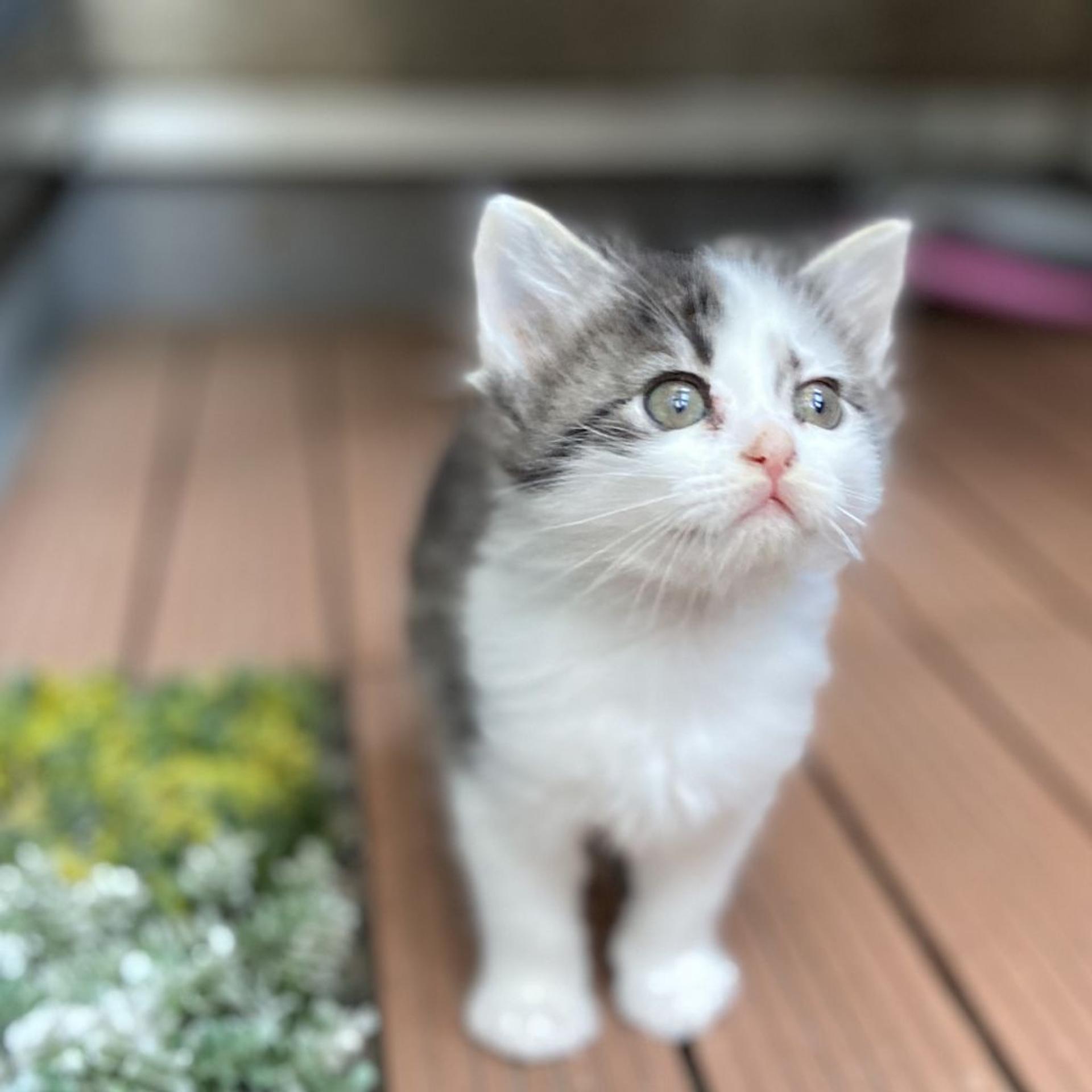 pet-image-6