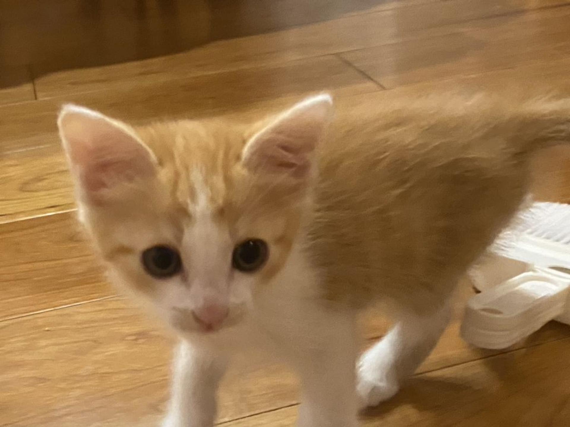 pet-image-6