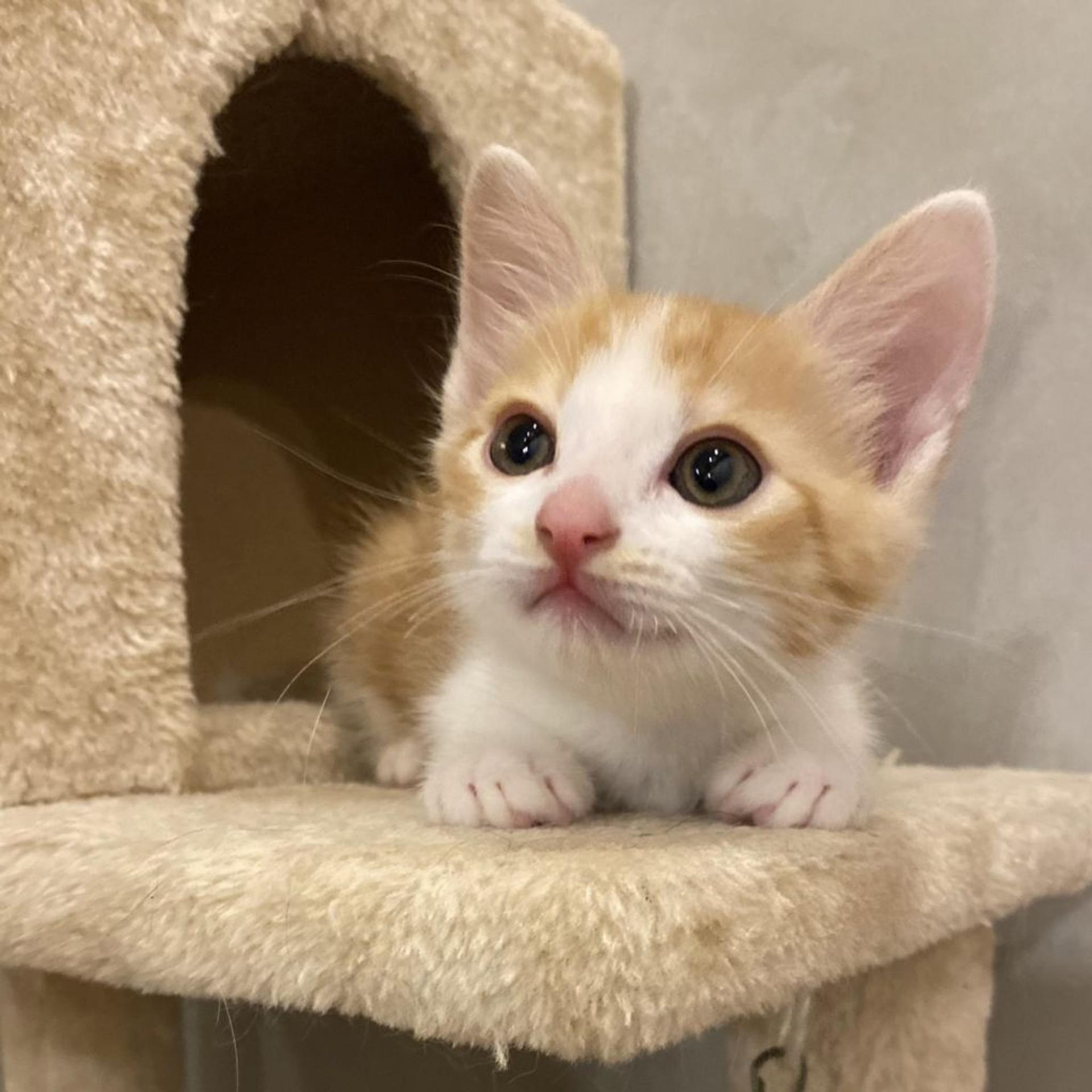pet-image-3