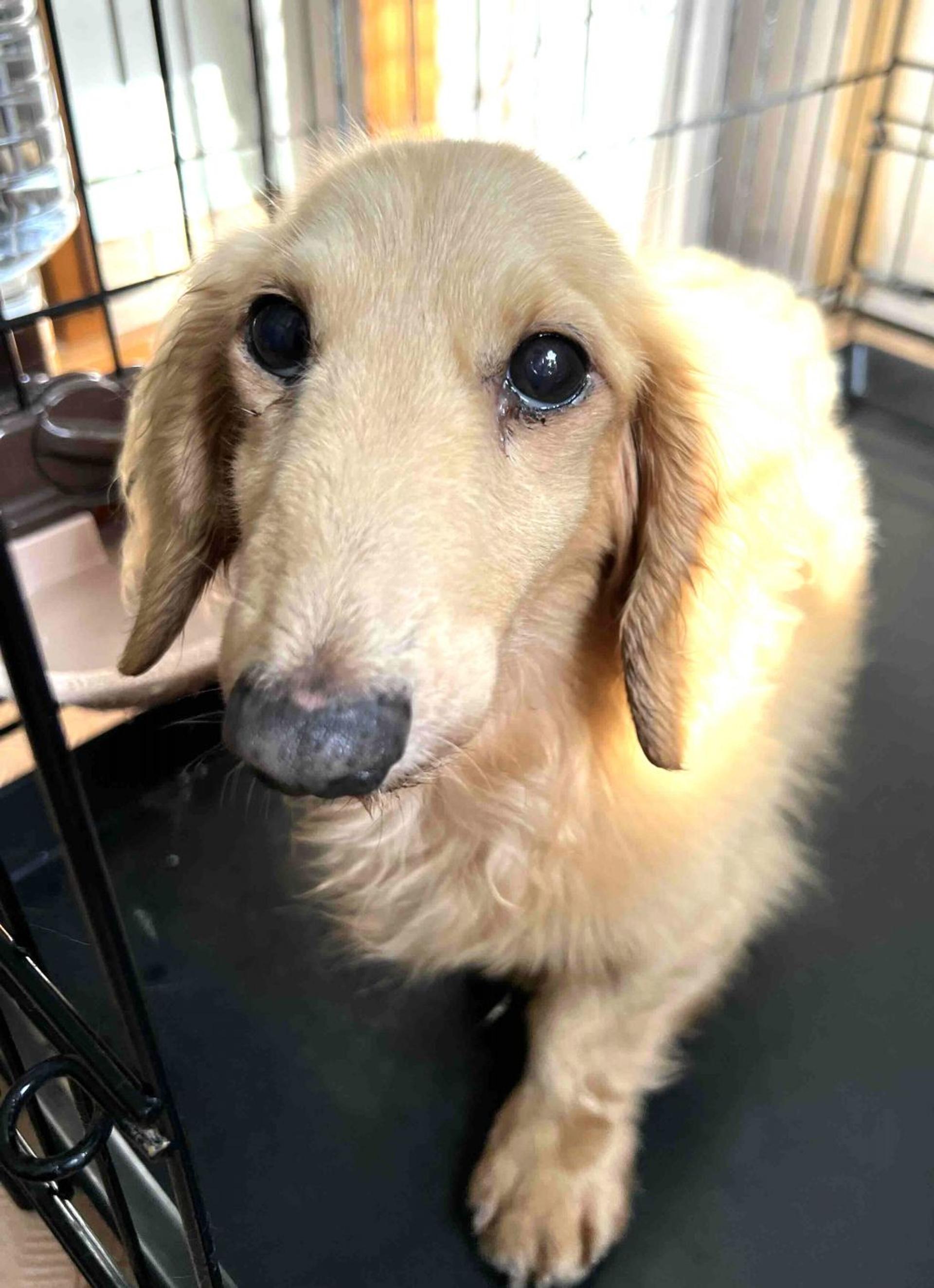 pet-image-3