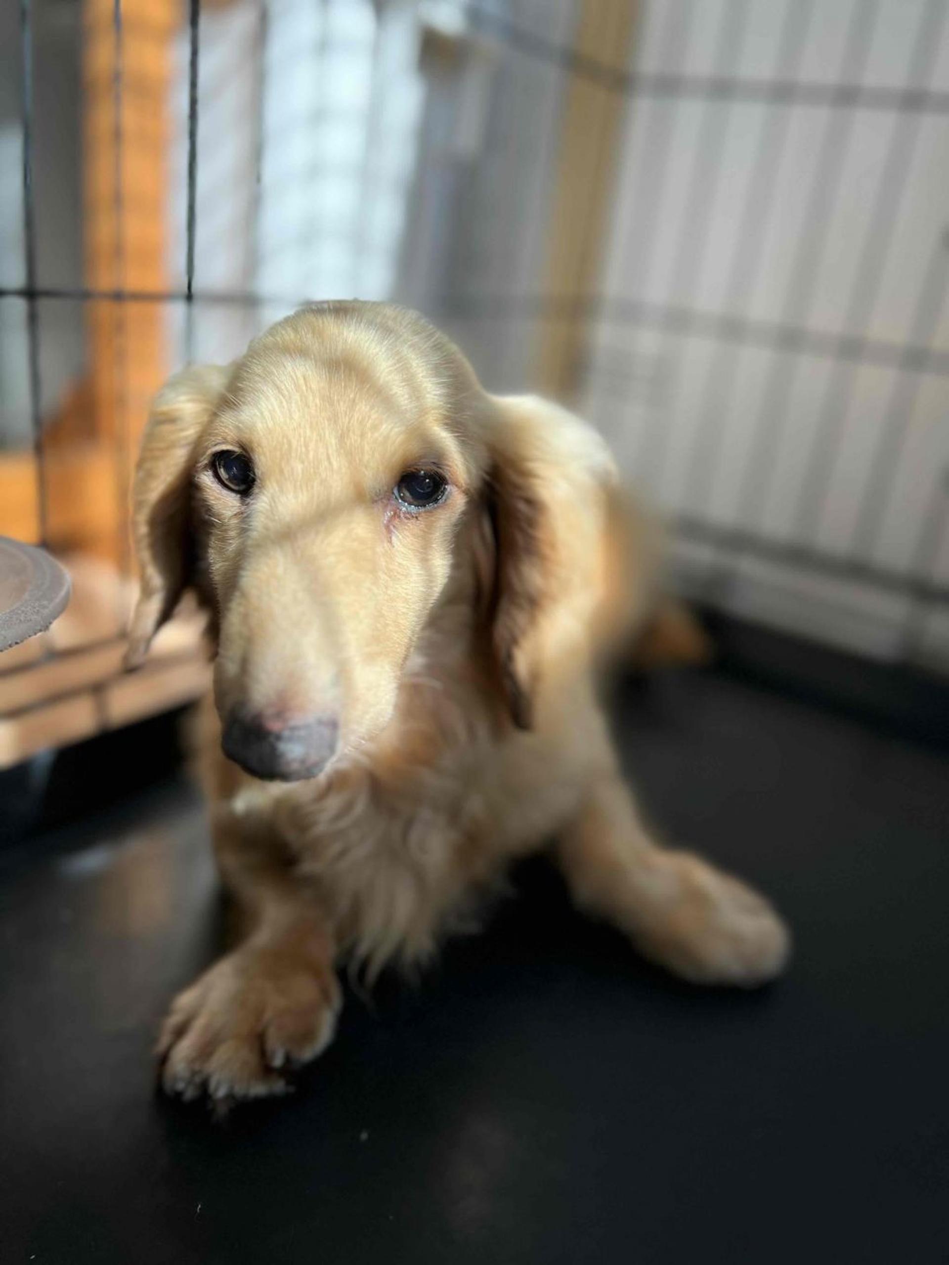 pet-image-4