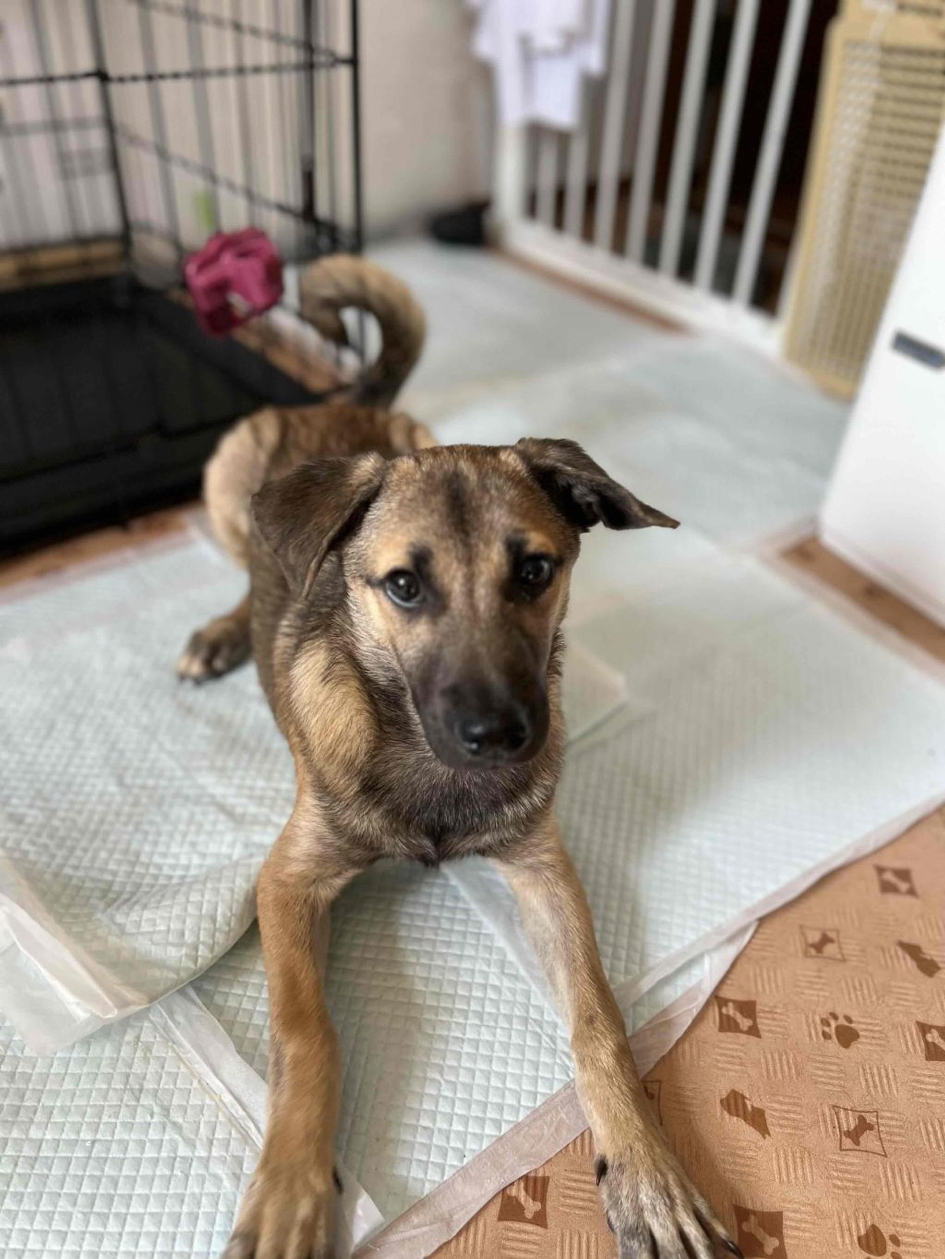 pet-image-5