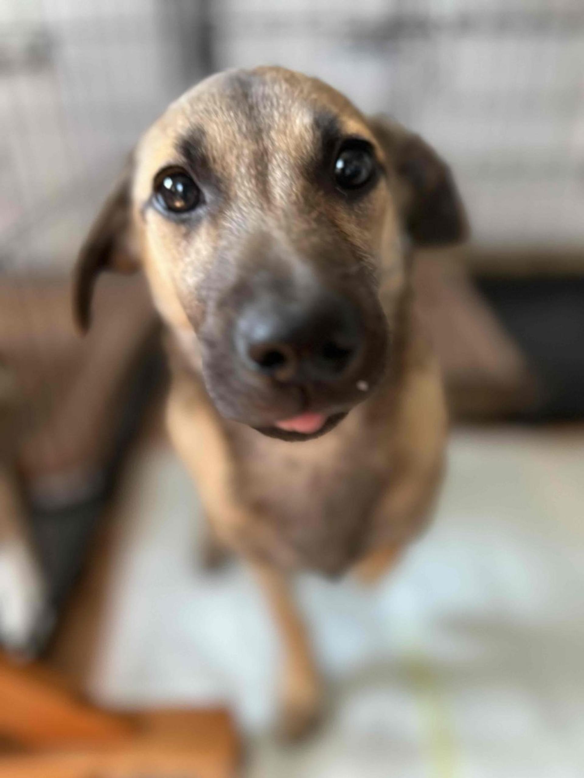 pet-image-7