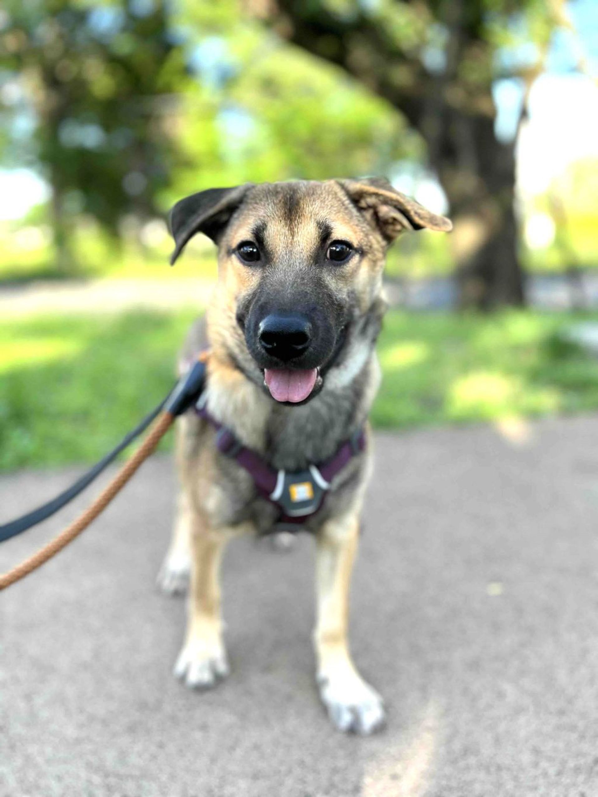 雑種（ミックス犬）・オスの里親募集の写真