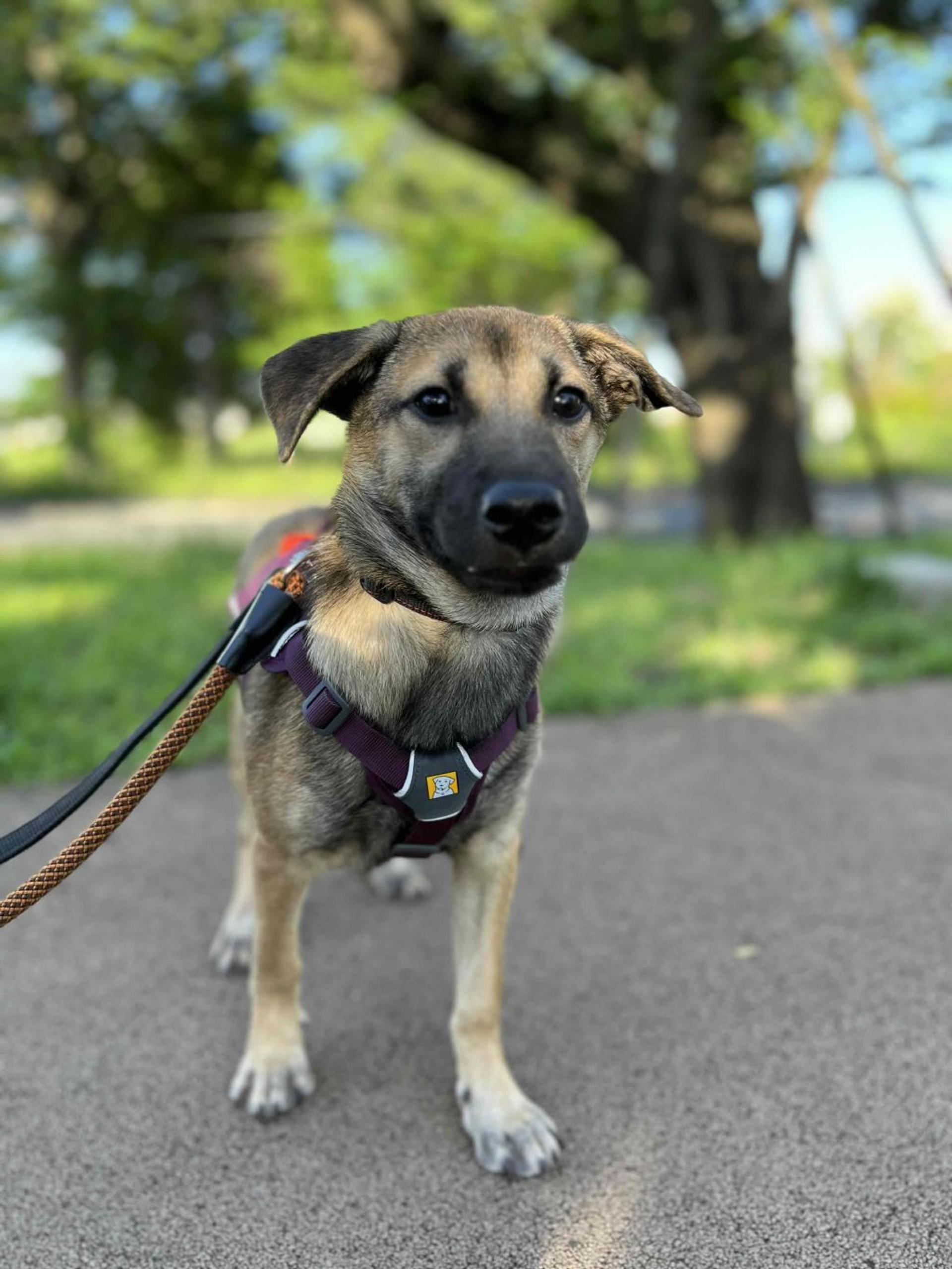 pet-image-6