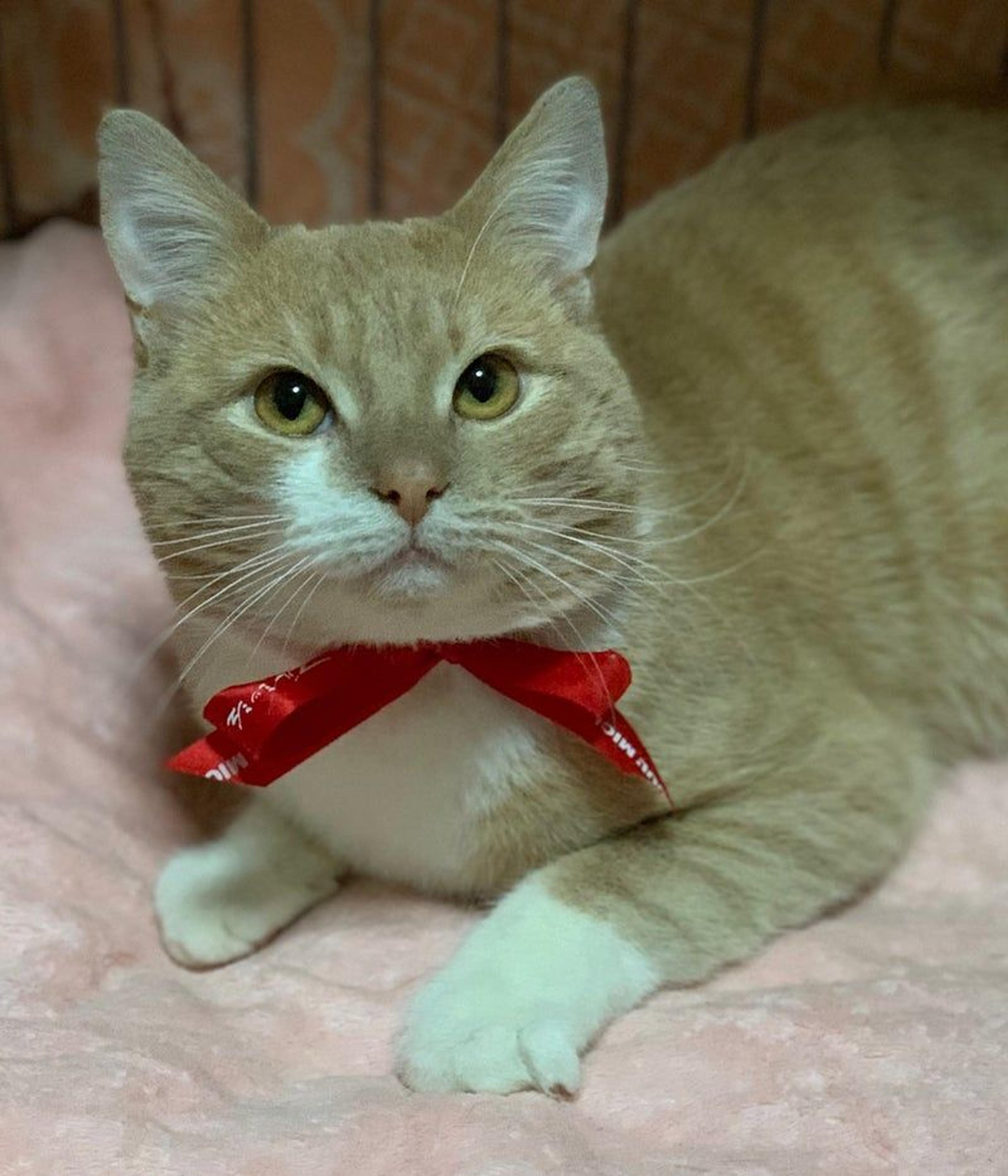pet-image-3