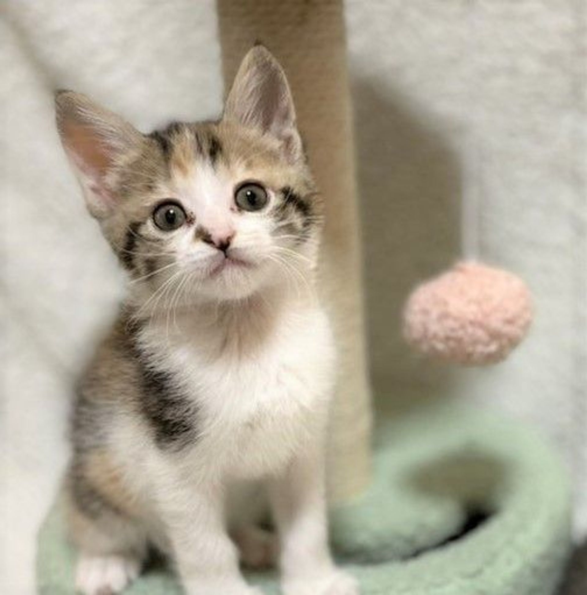 雑種（ミックス猫）・メスの里親募集の写真