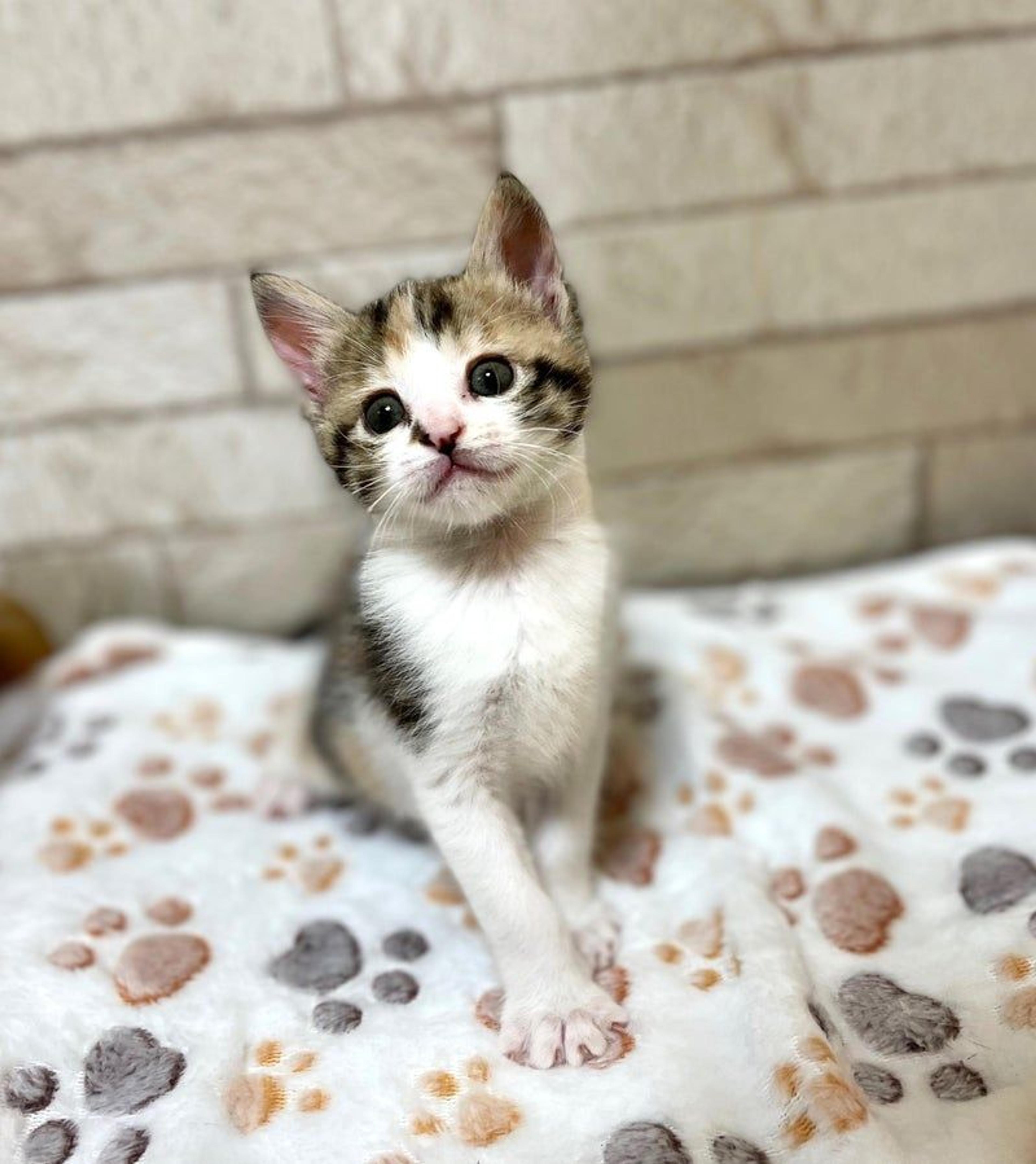 pet-image-2