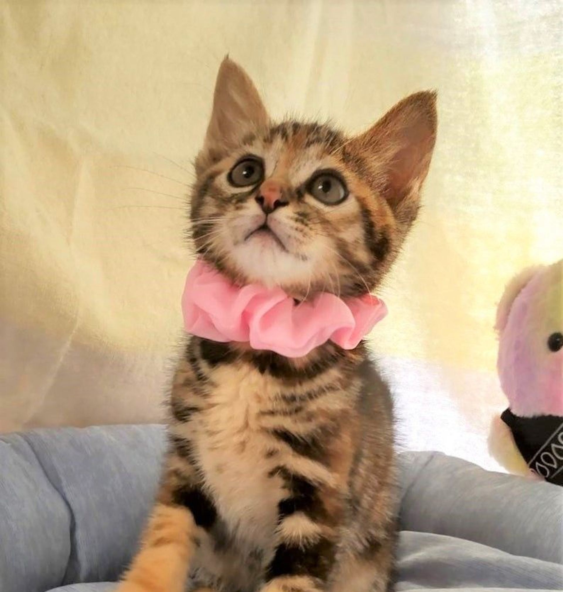 雑種（ミックス猫）・メスの里親募集の写真