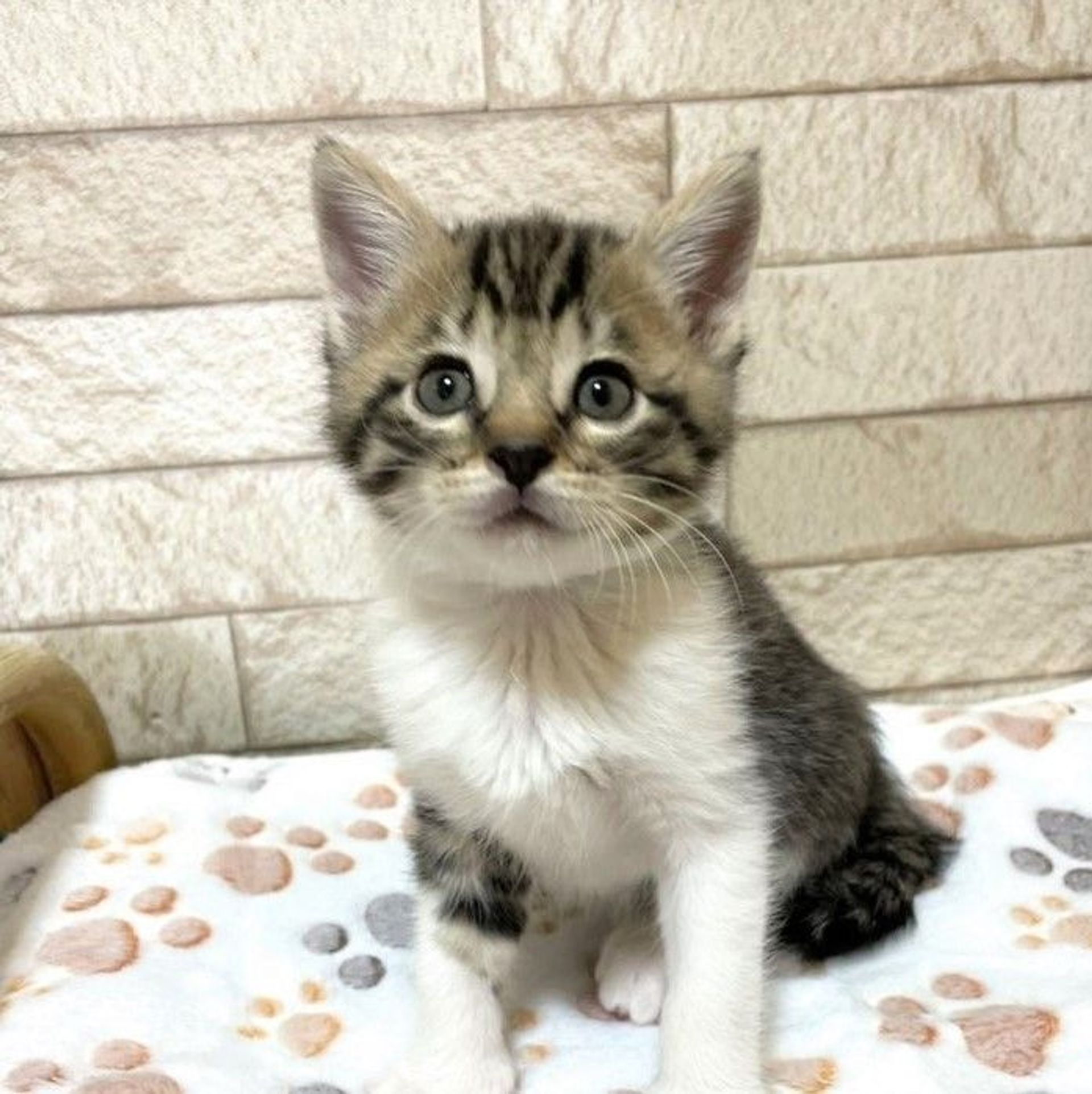 雑種（ミックス猫）・オスの里親募集の写真