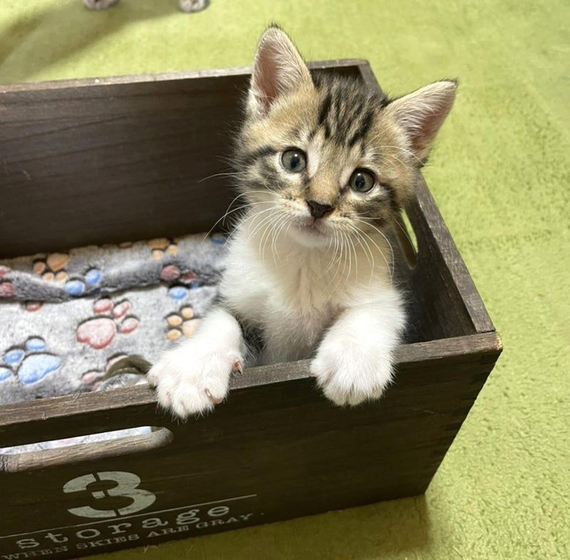 pet-image-2