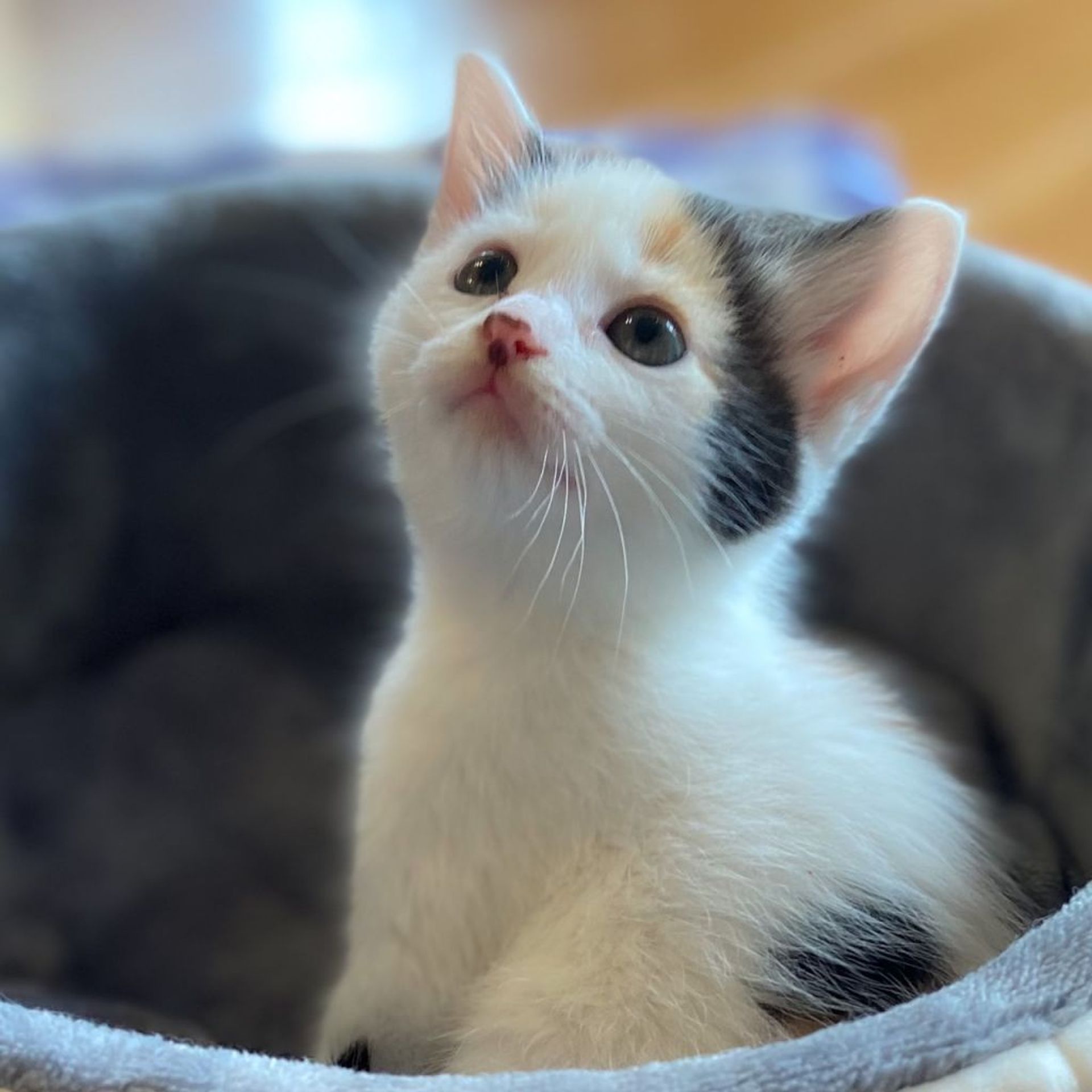 雑種（ミックス猫）・メスの里親募集の写真