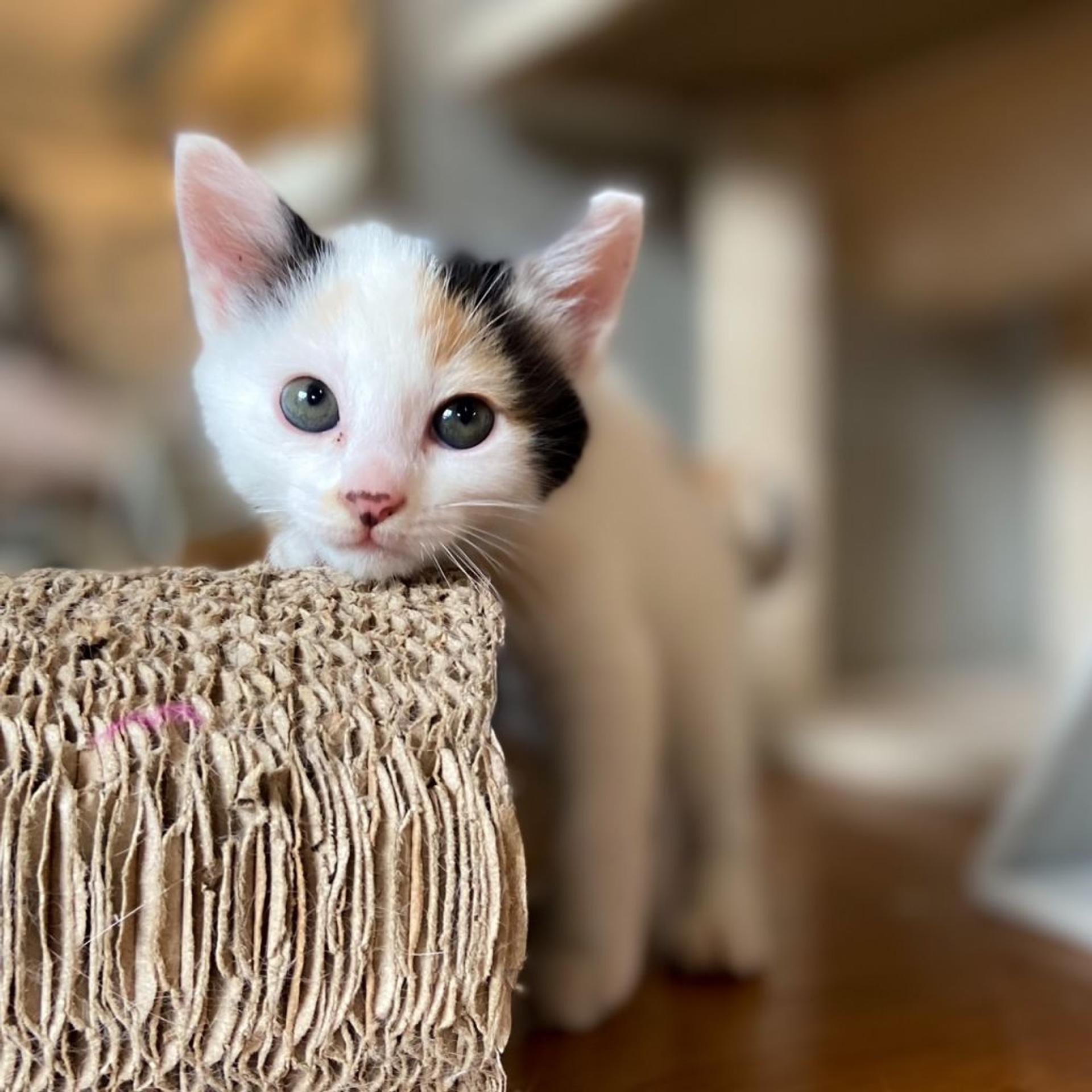 pet-image-3