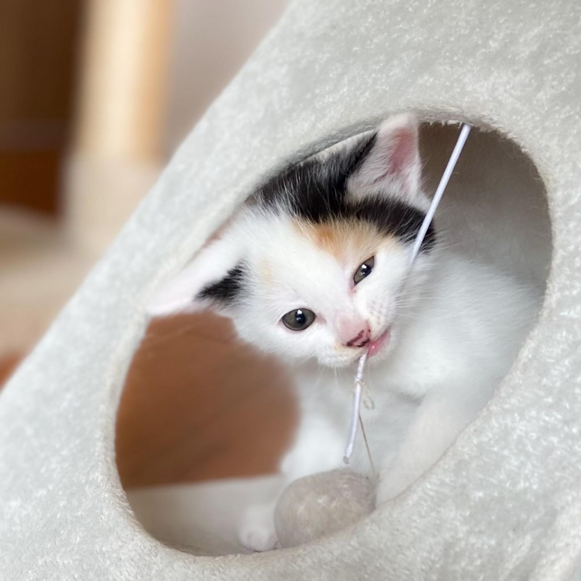 pet-image-6