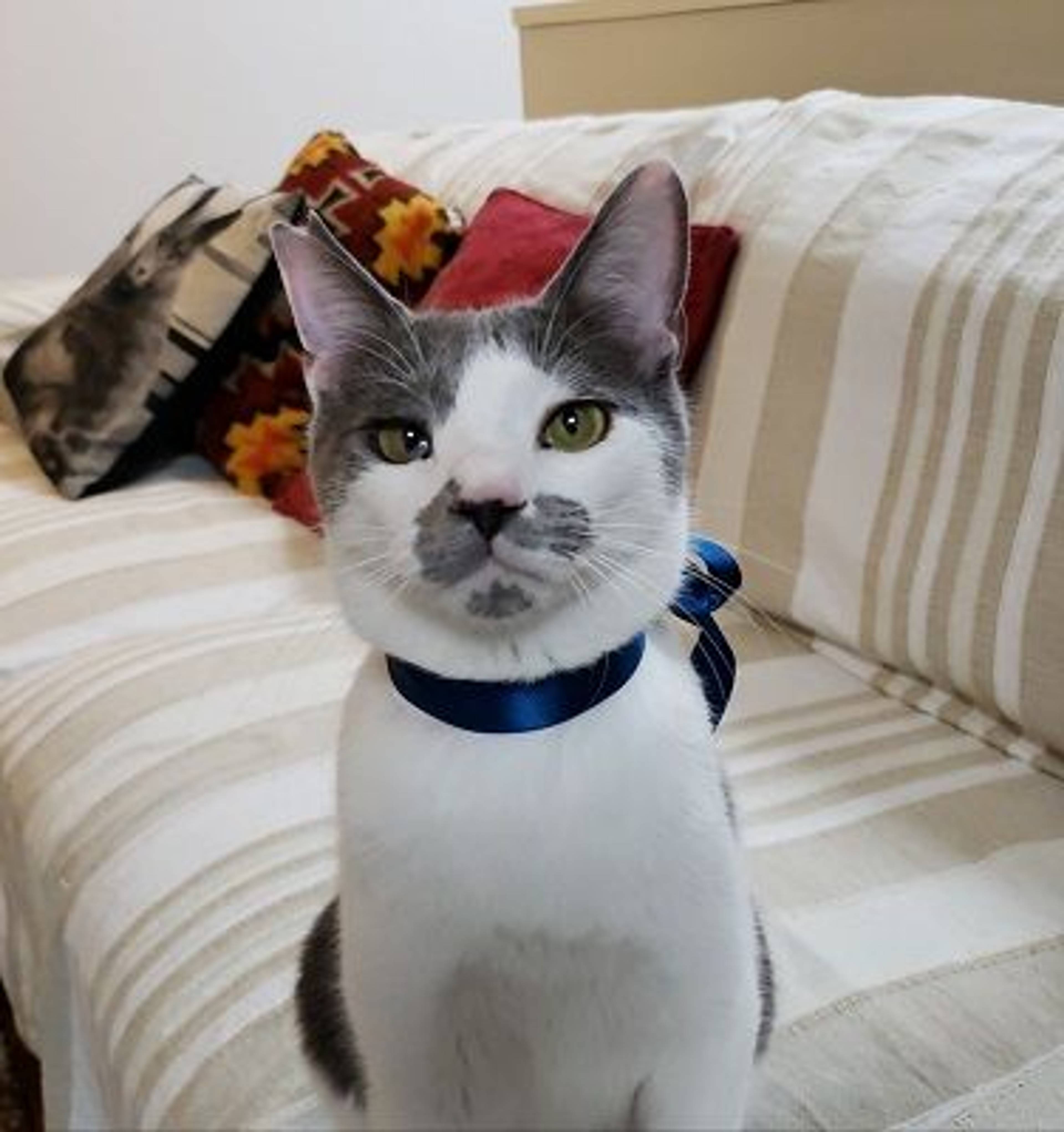 雑種（ミックス猫）・オスの里親募集の写真