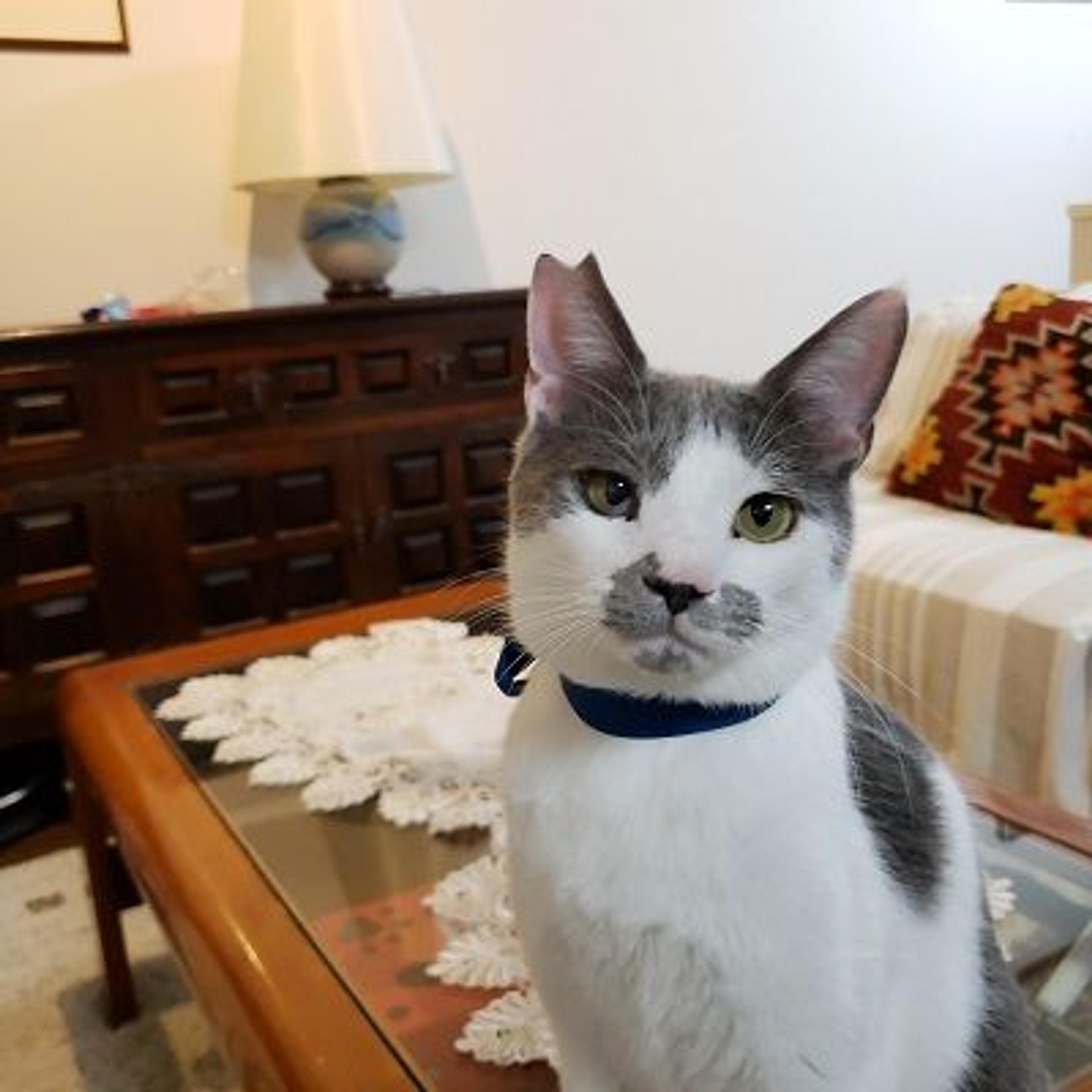 pet-image-2