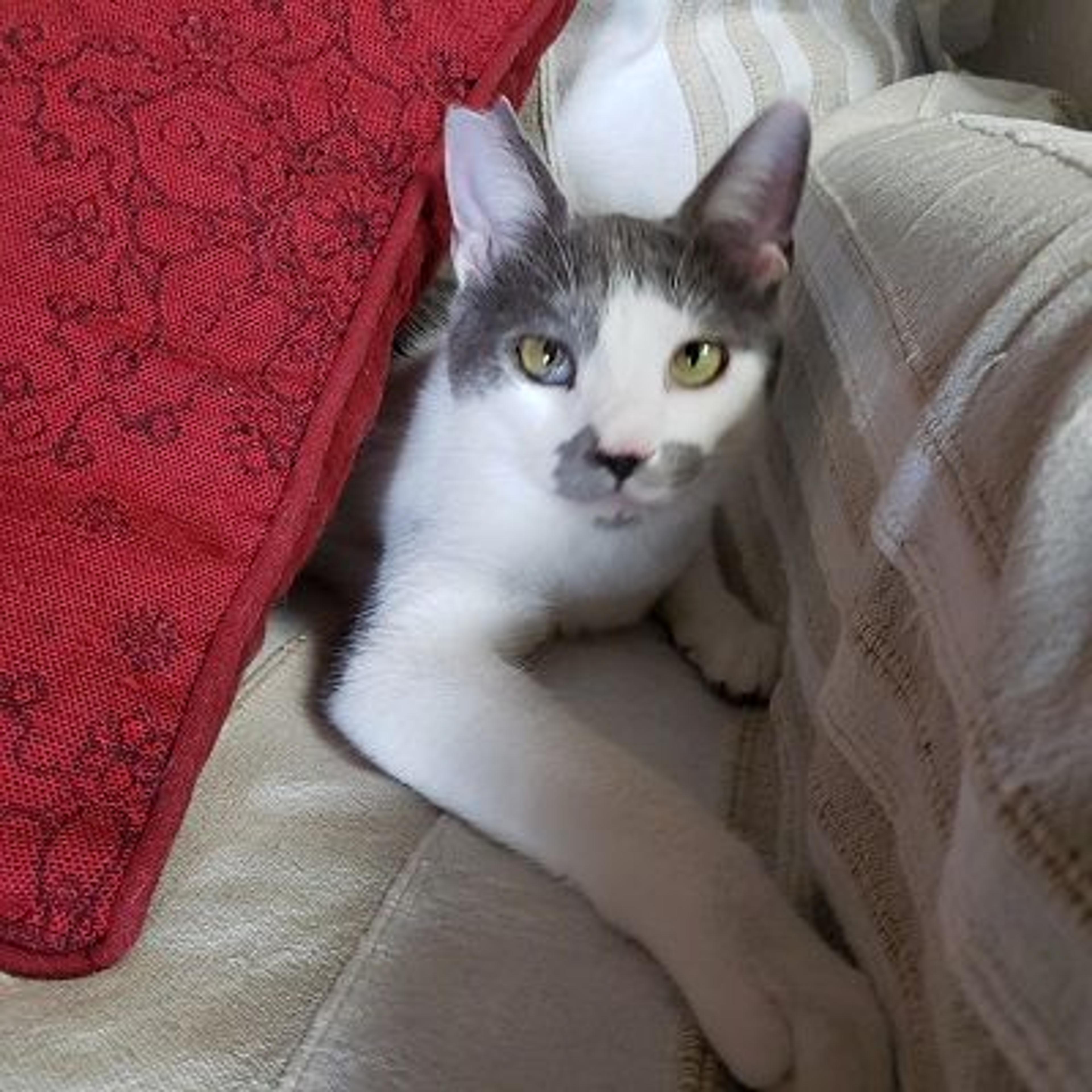 pet-image-3