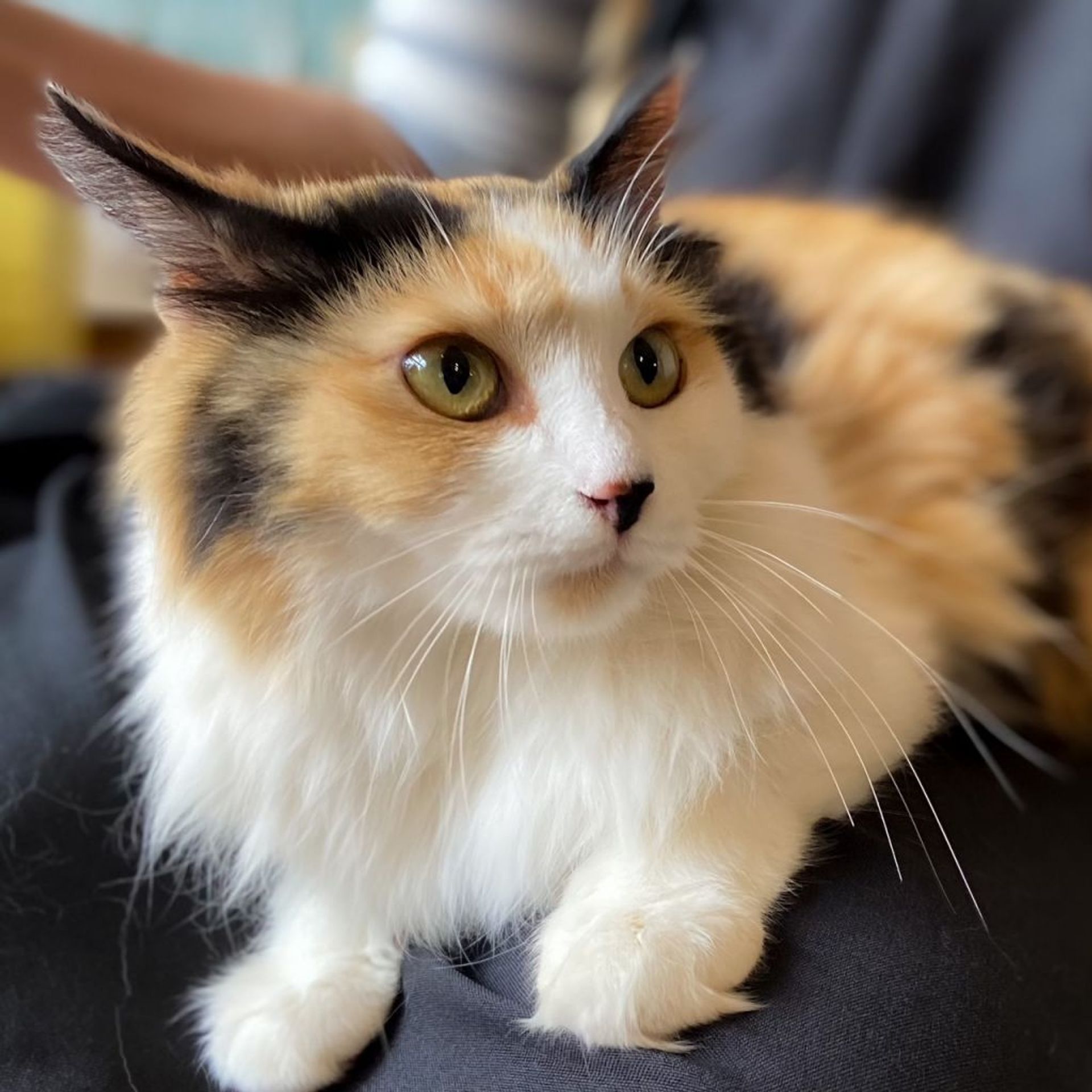 雑種（ミックス猫）・メスの里親募集の写真