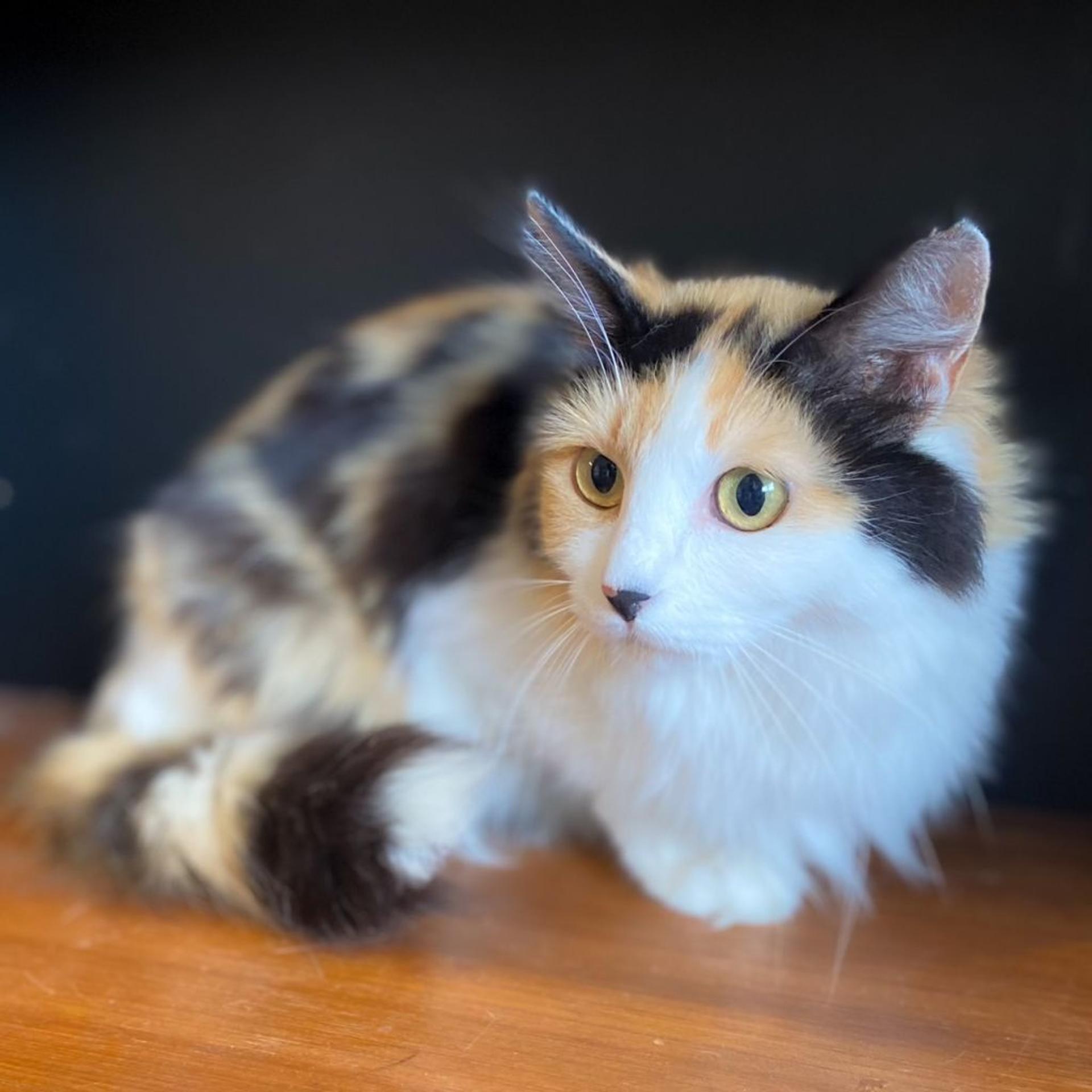 pet-image-2