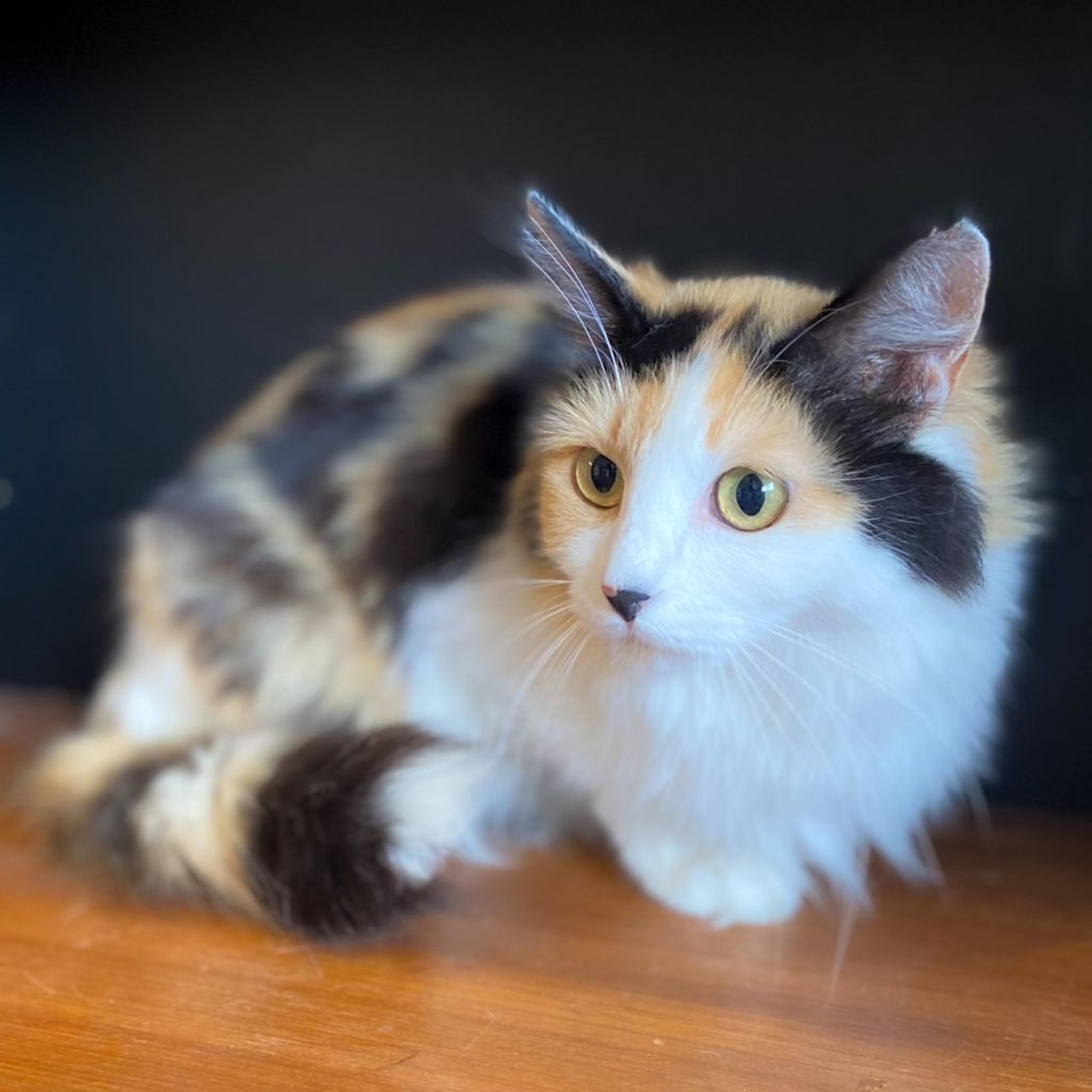pet-image-2