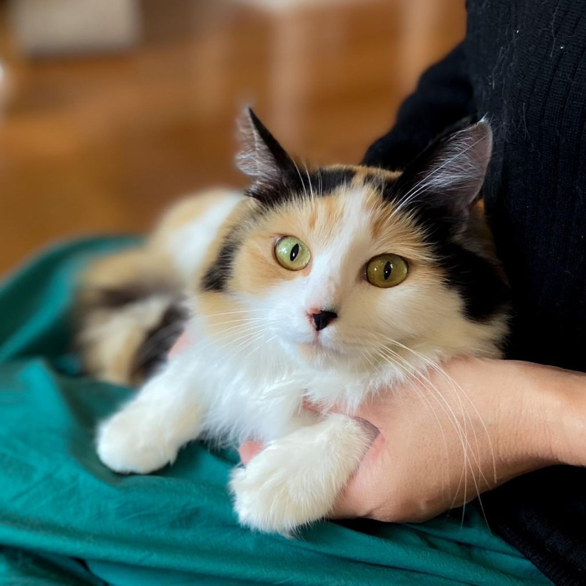 pet-image-3