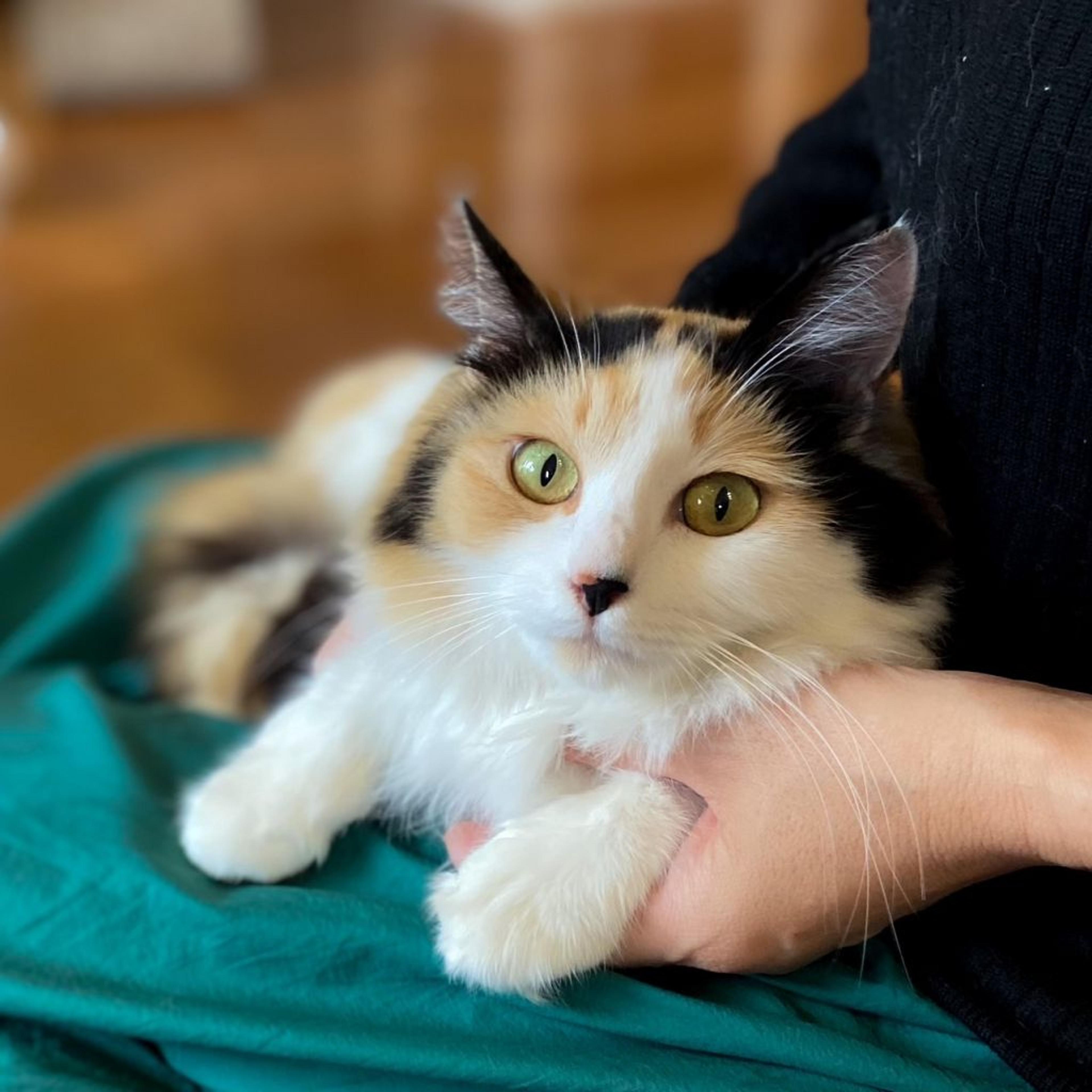 pet-image-3