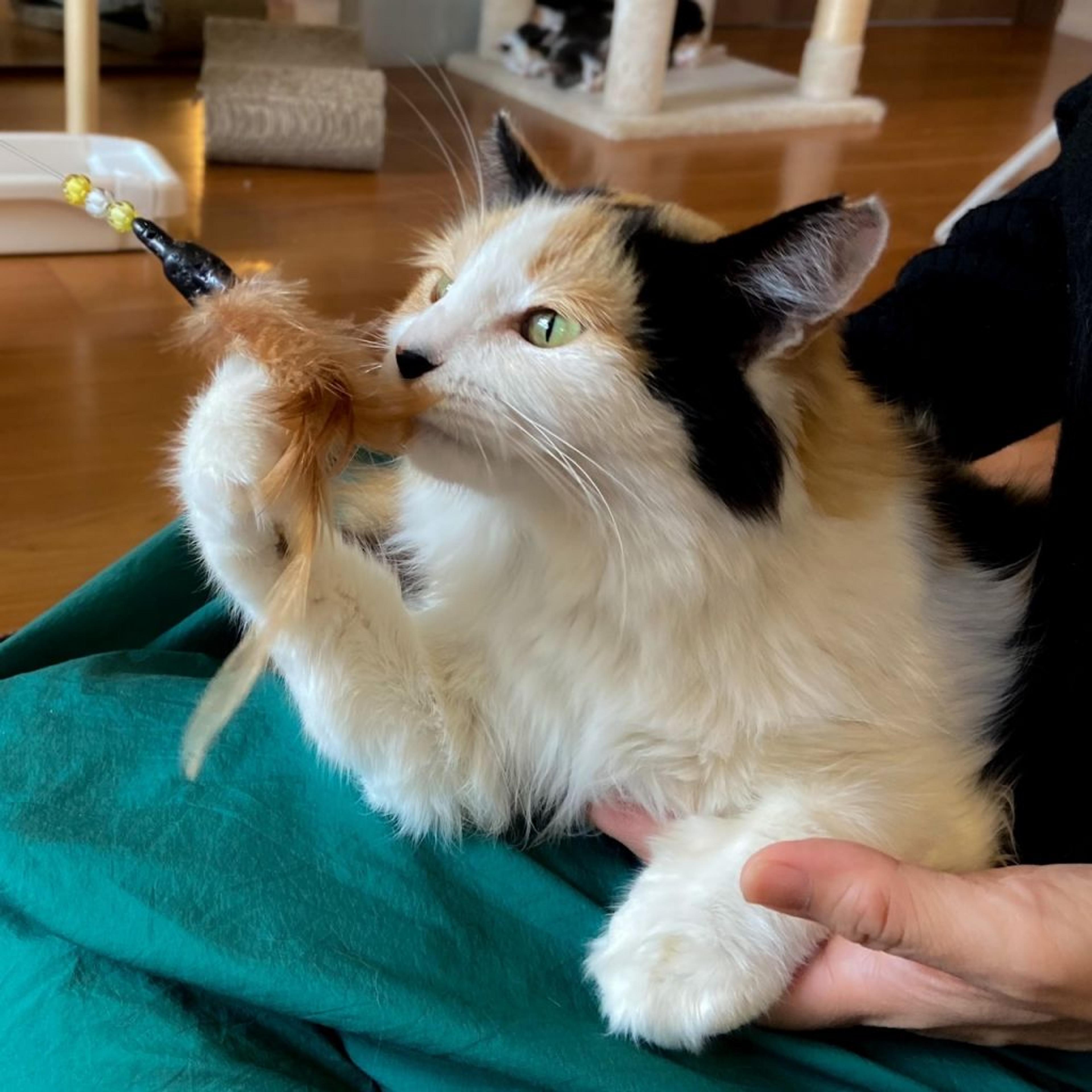 pet-image-4