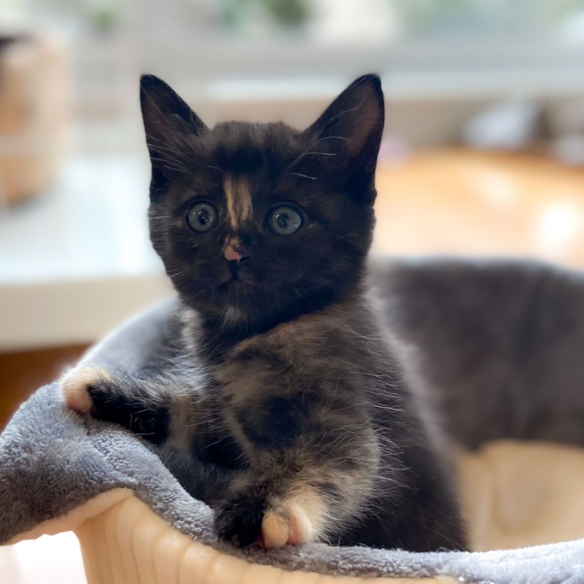 雑種（ミックス猫）・メスの里親募集の写真
