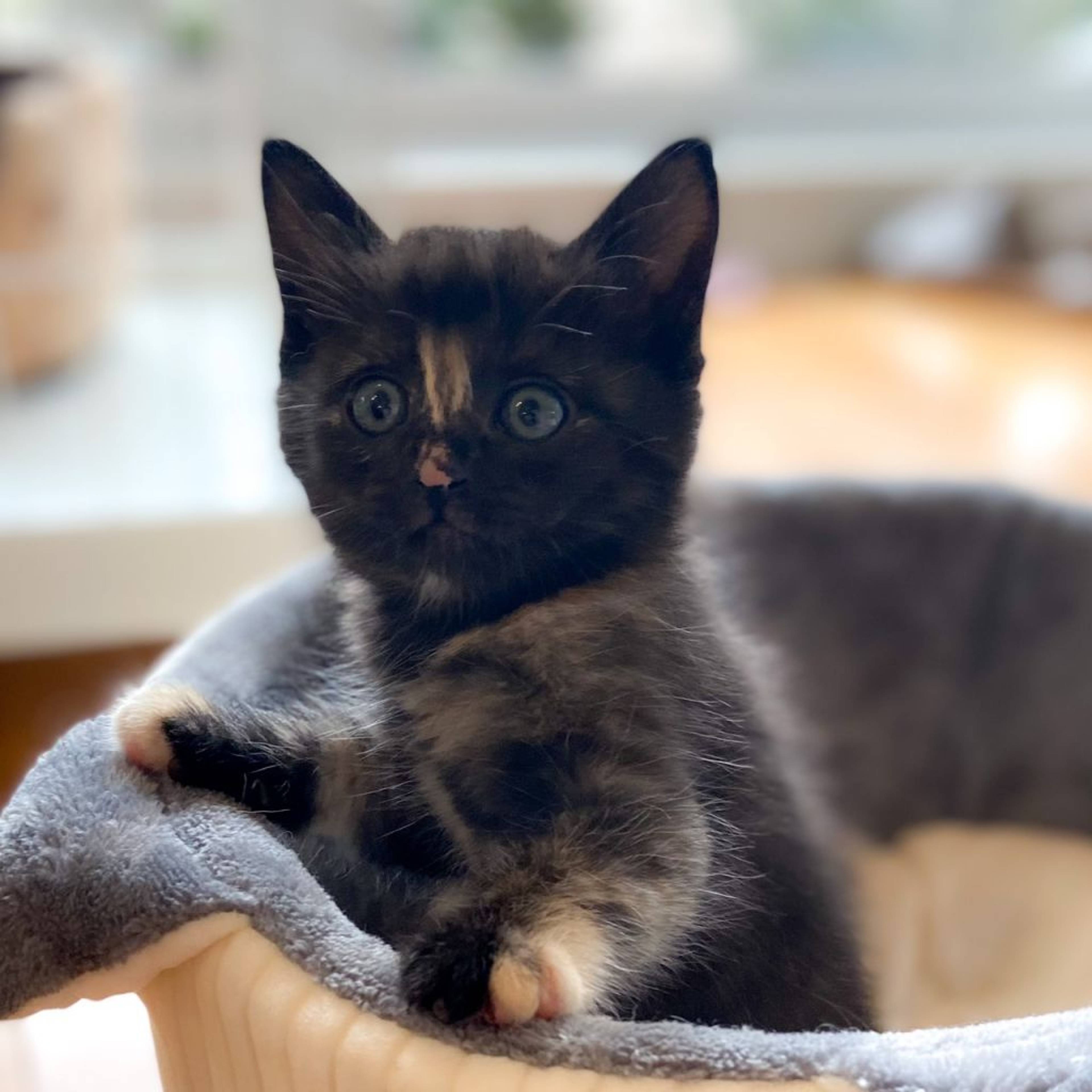 雑種（ミックス猫）・メスの里親募集の写真