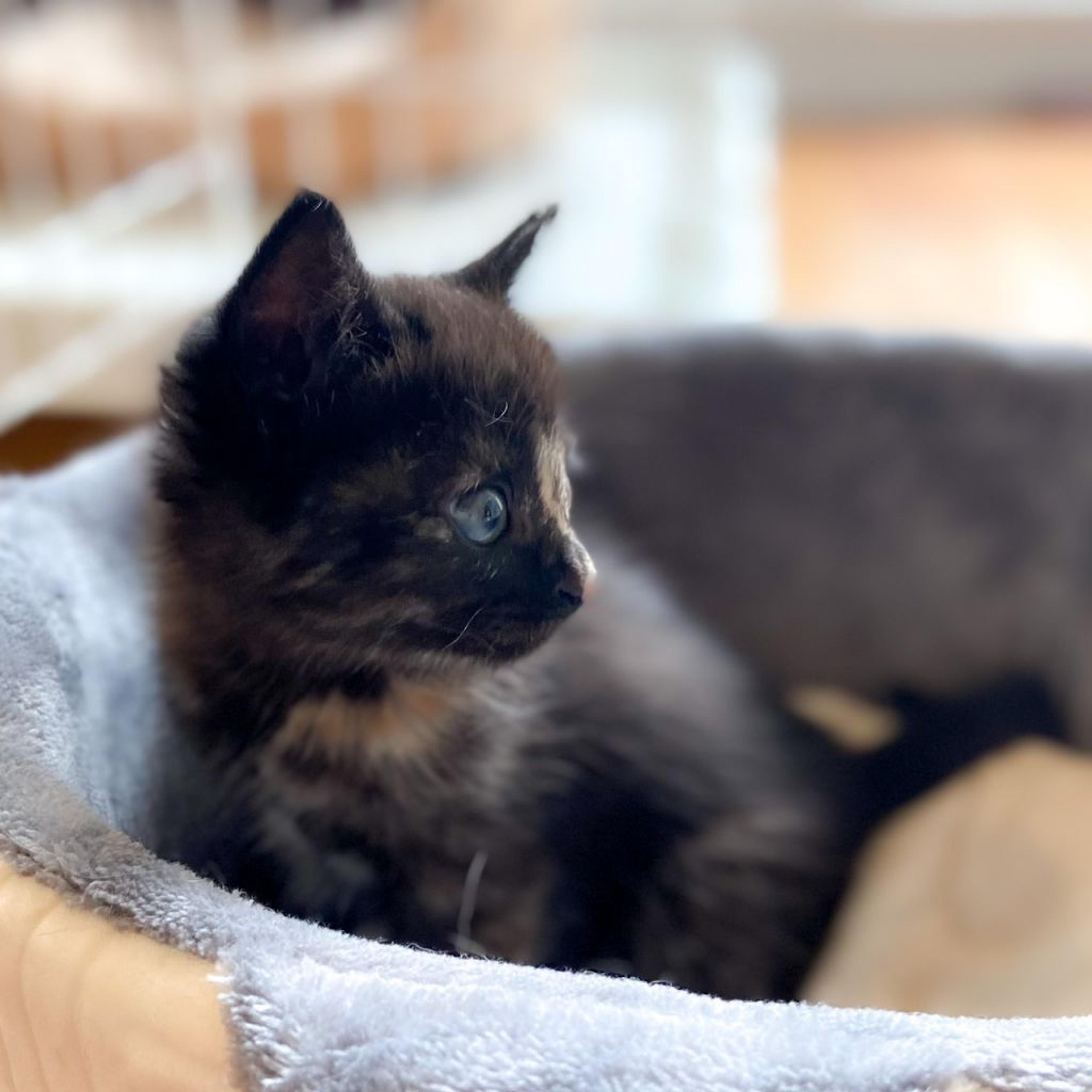 pet-image-6