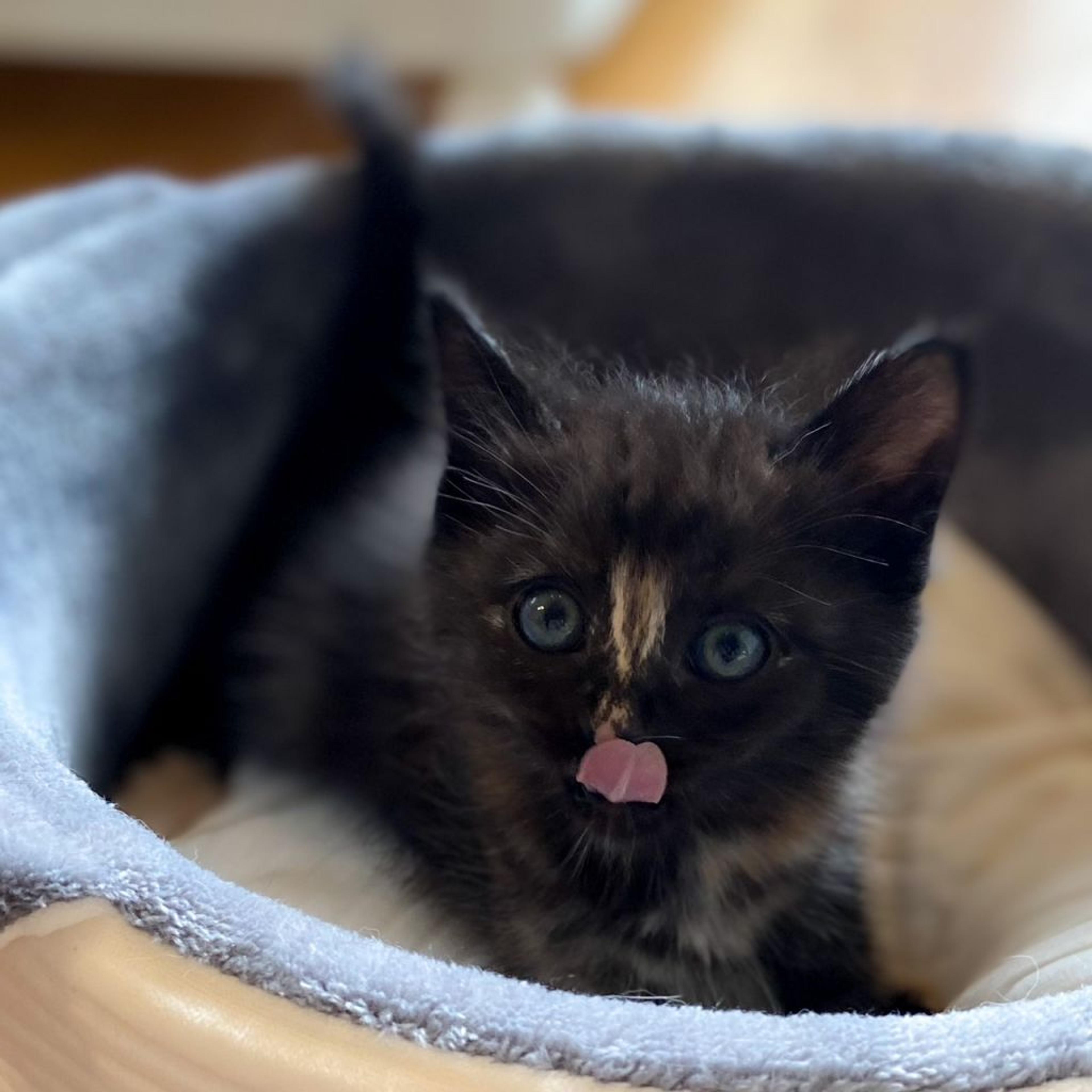 pet-image-9