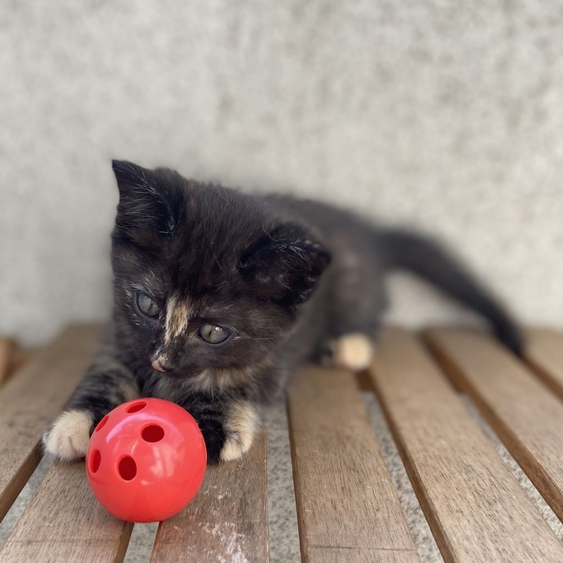 雑種（ミックス猫）・メスの里親募集の写真
