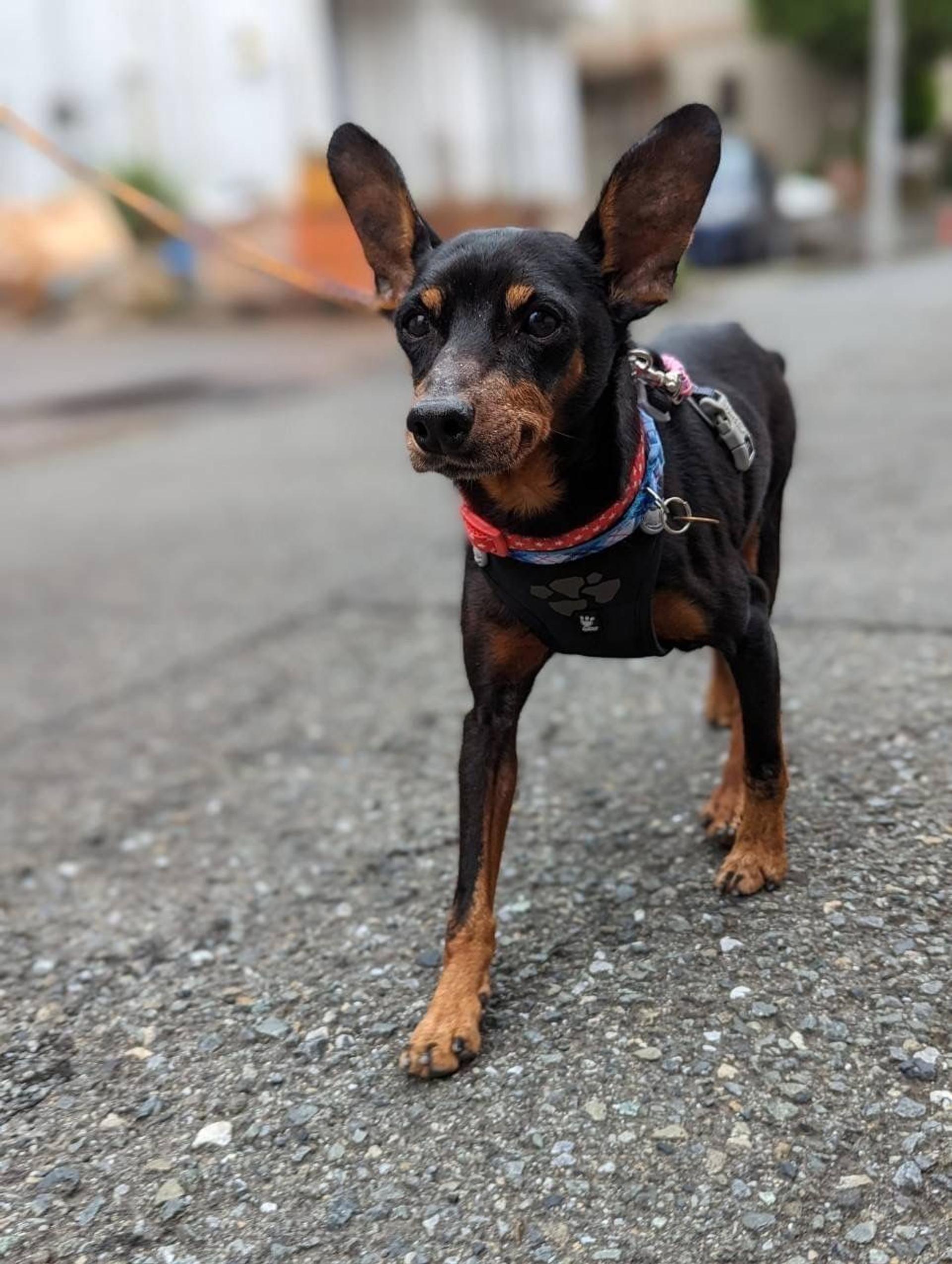 pet-image-2
