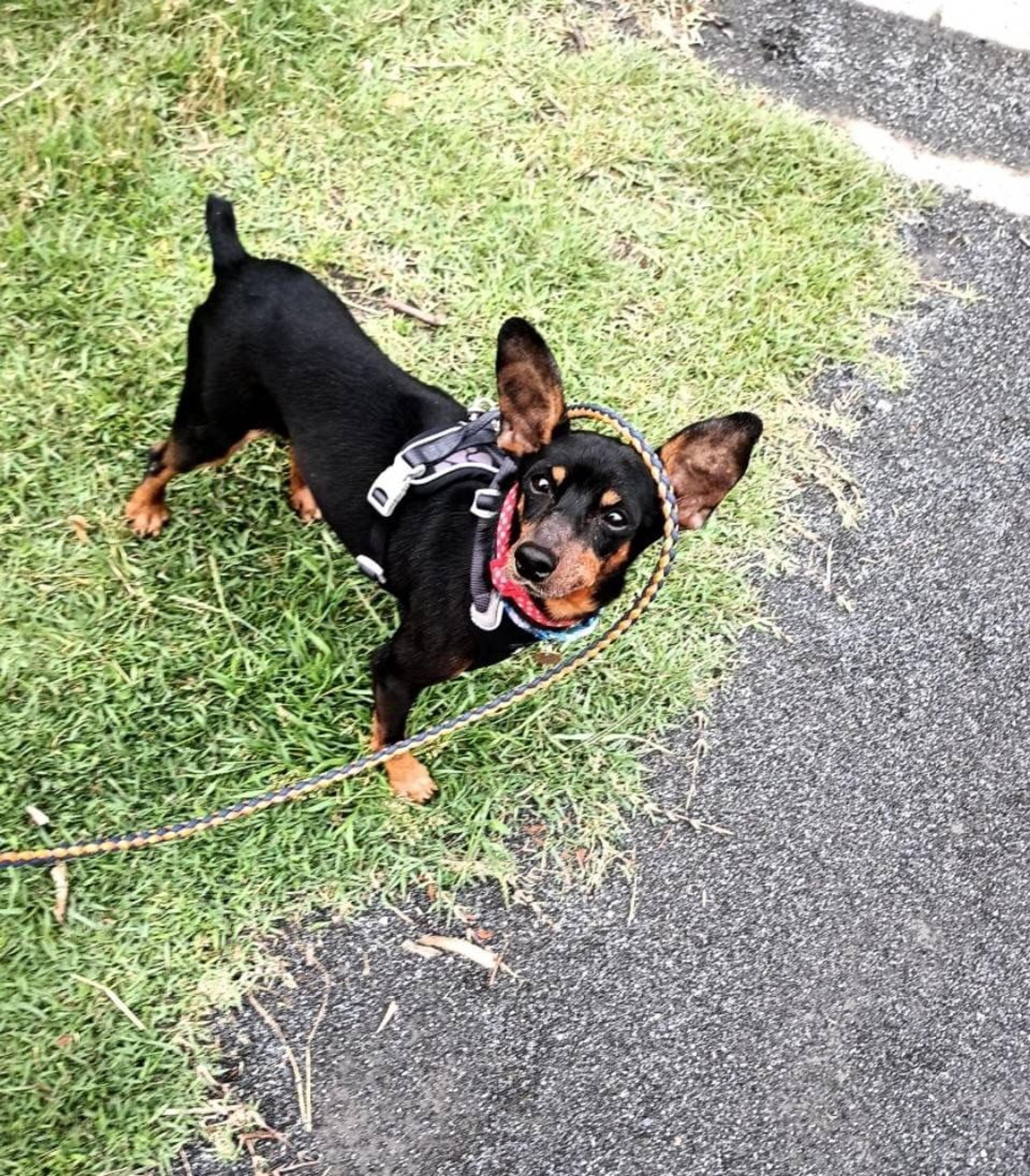 pet-image-4
