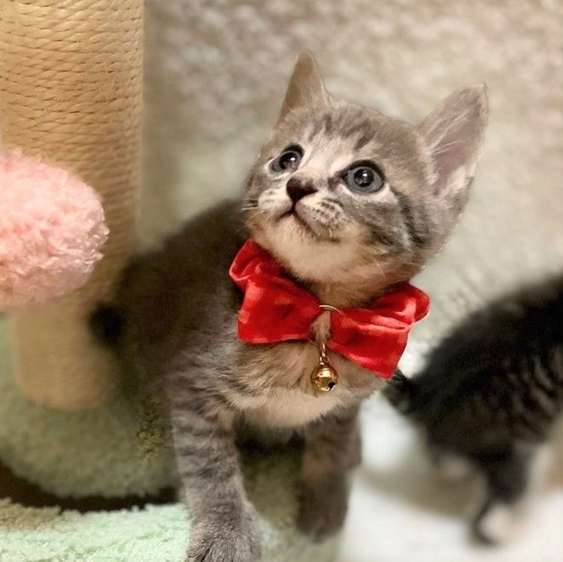 雑種（ミックス猫）・オスの里親募集の写真