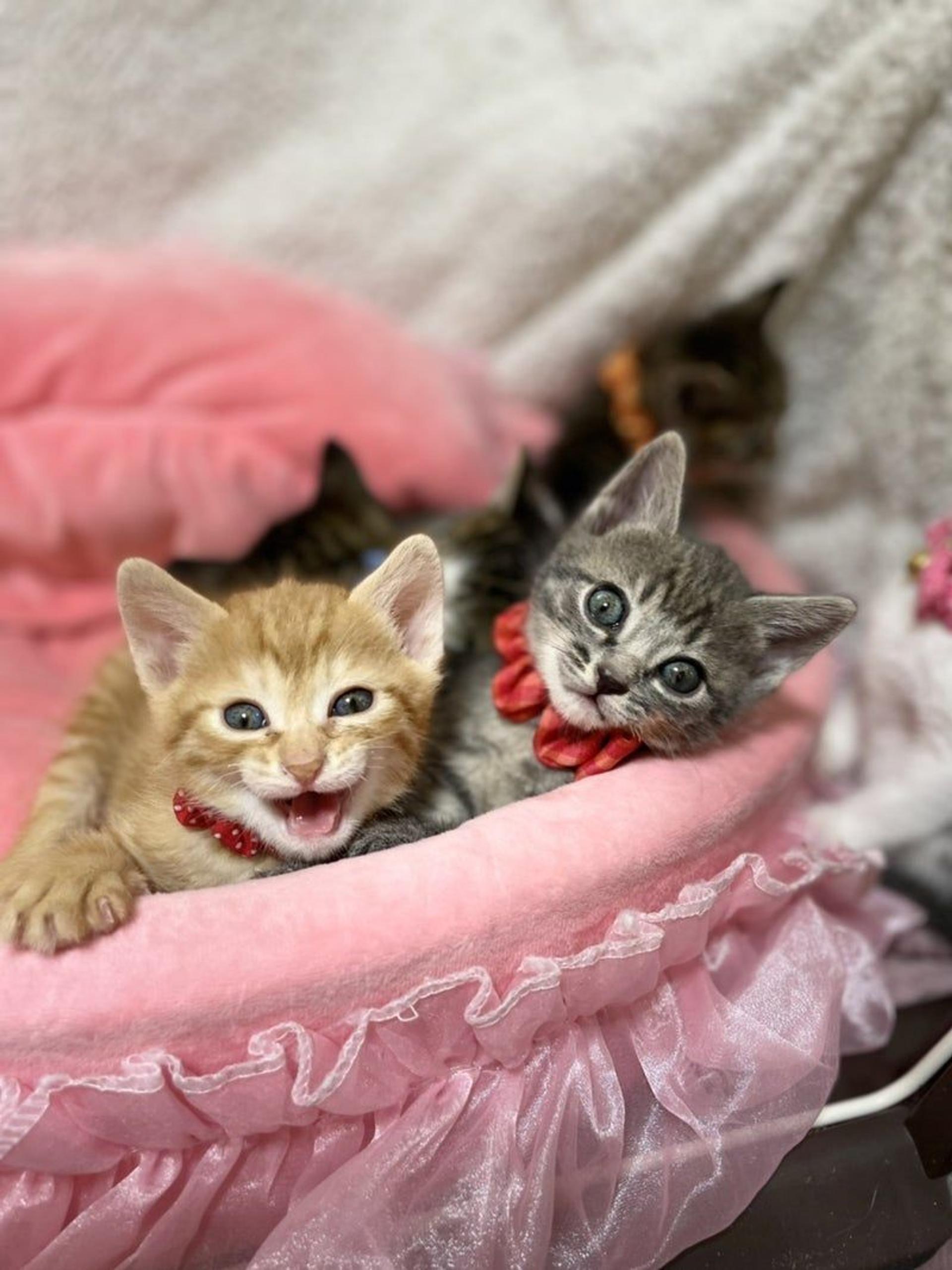 pet-image-3