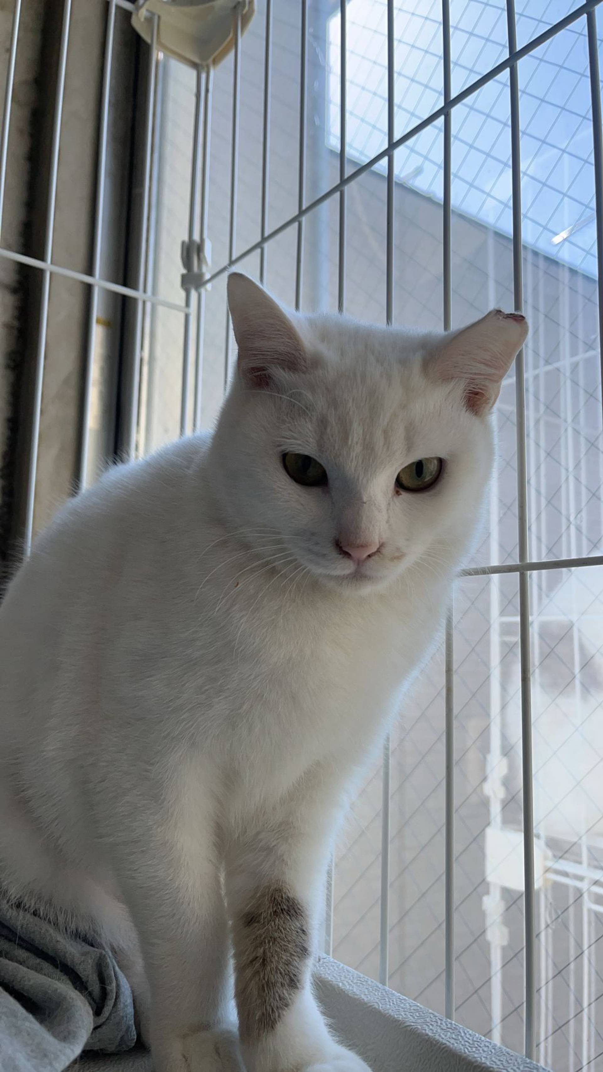 日本猫・メスの里親募集の写真