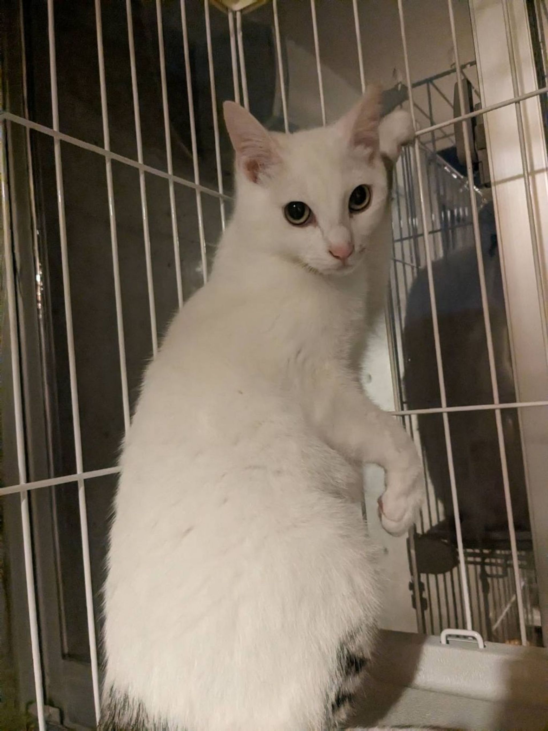 日本猫・メスの里親募集の写真
