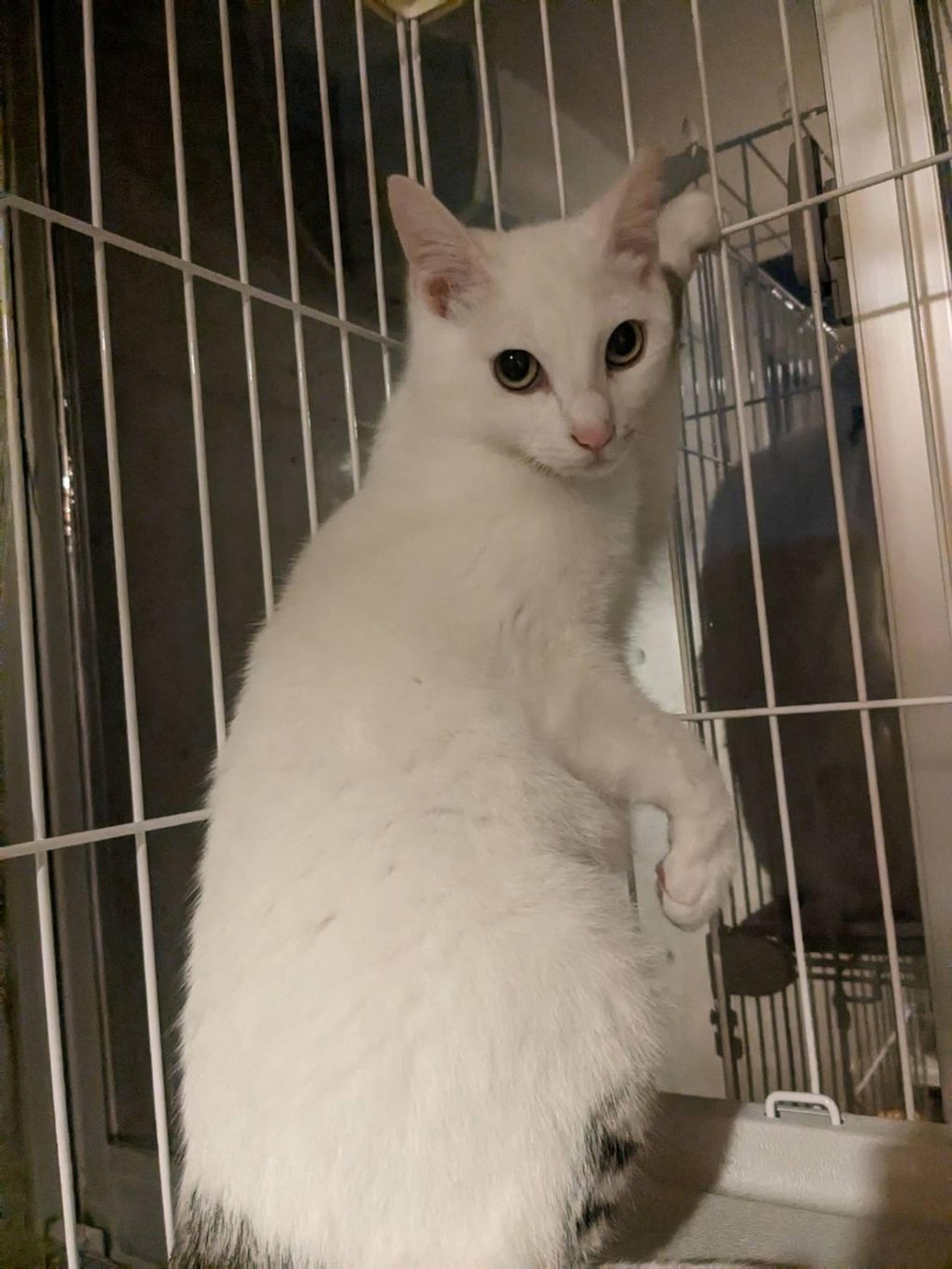 pet-image-2