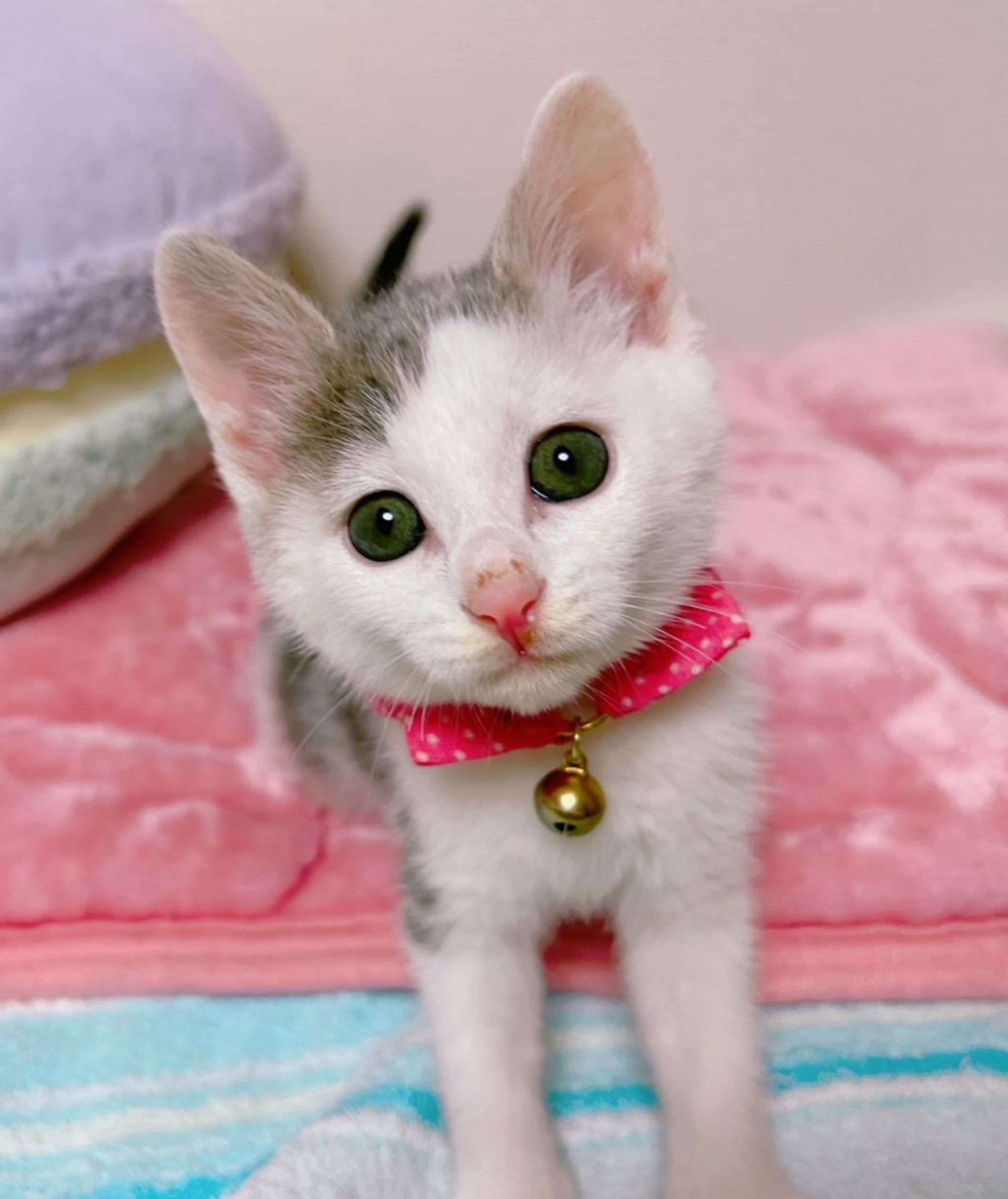 雑種（ミックス猫）・メスの里親募集の写真