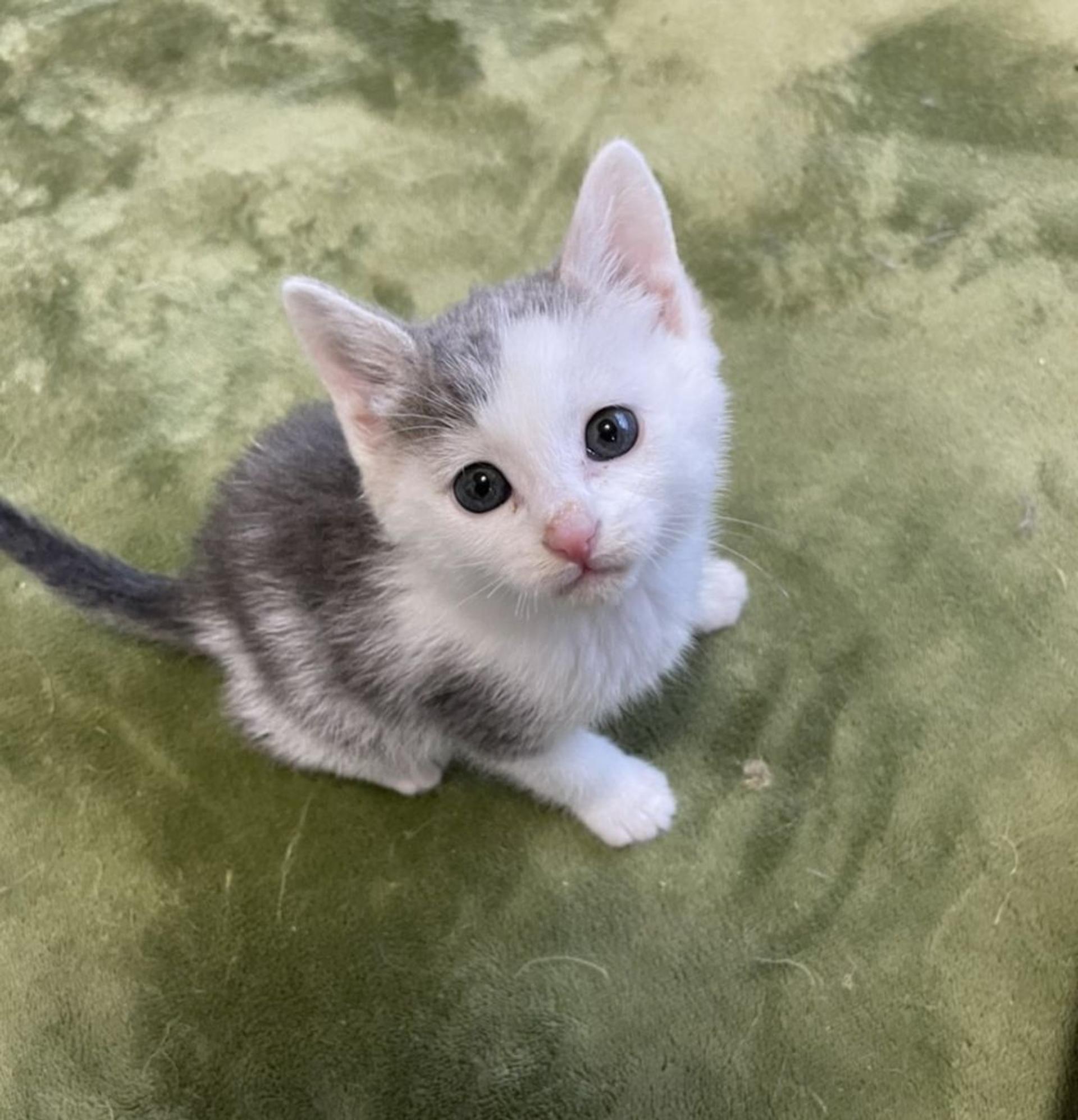 pet-image-4