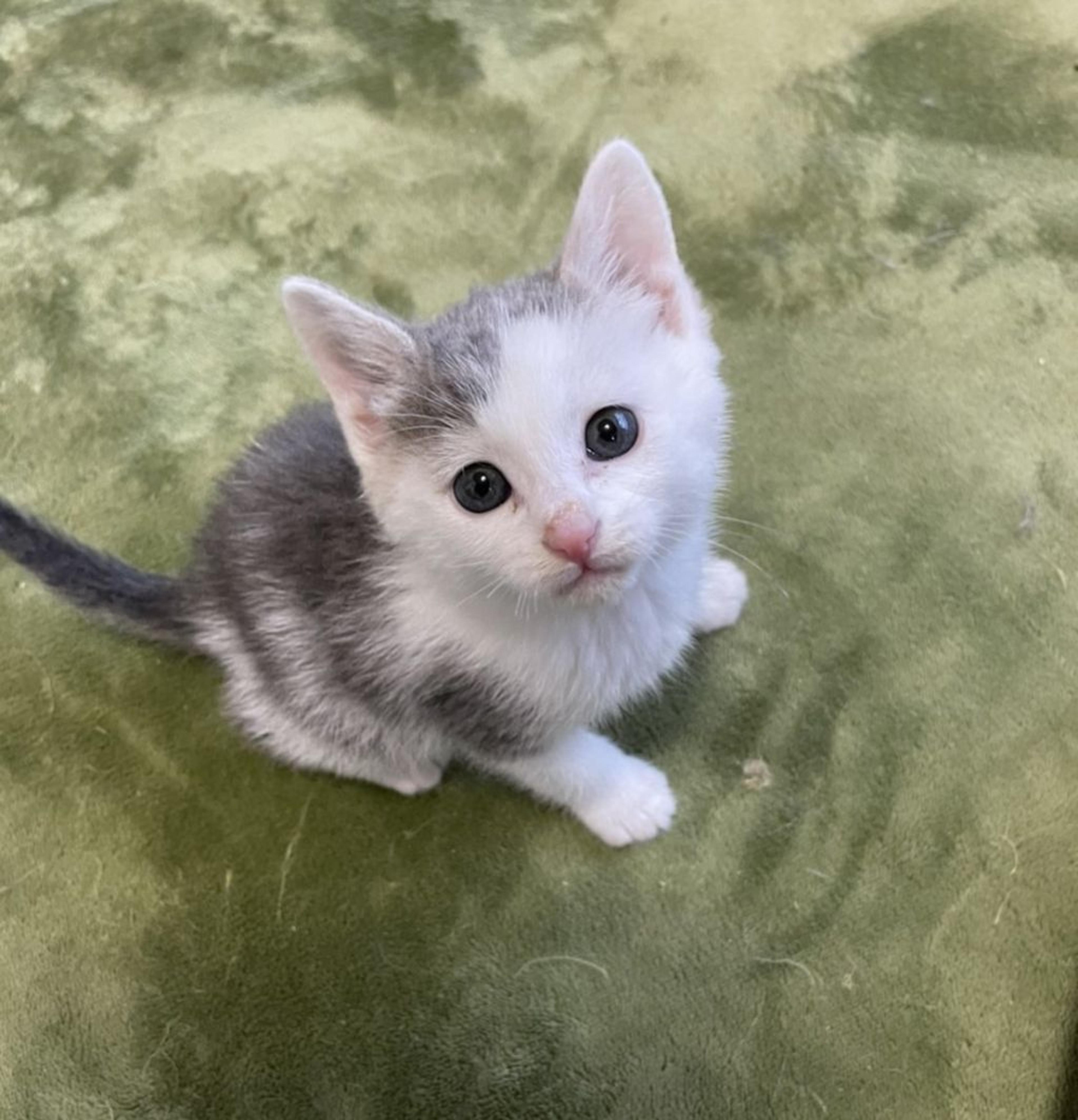 pet-image-4