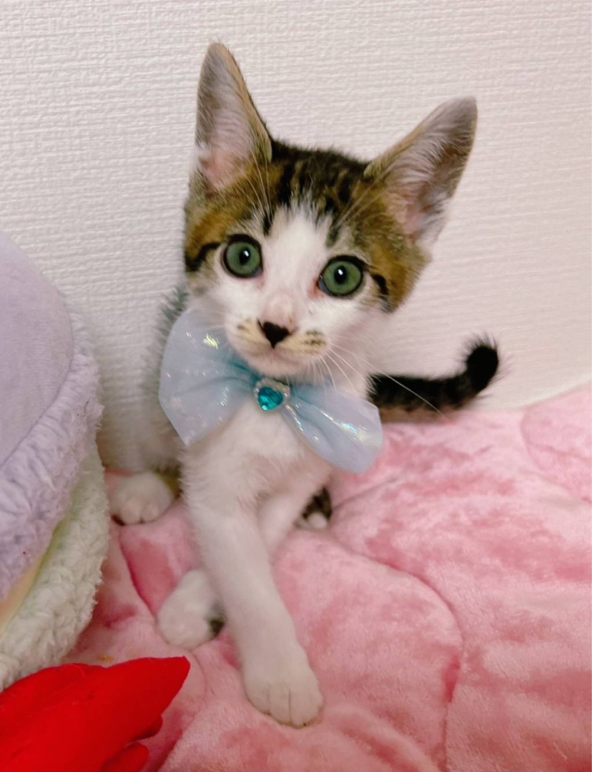 雑種（ミックス猫）・オスの里親募集の写真