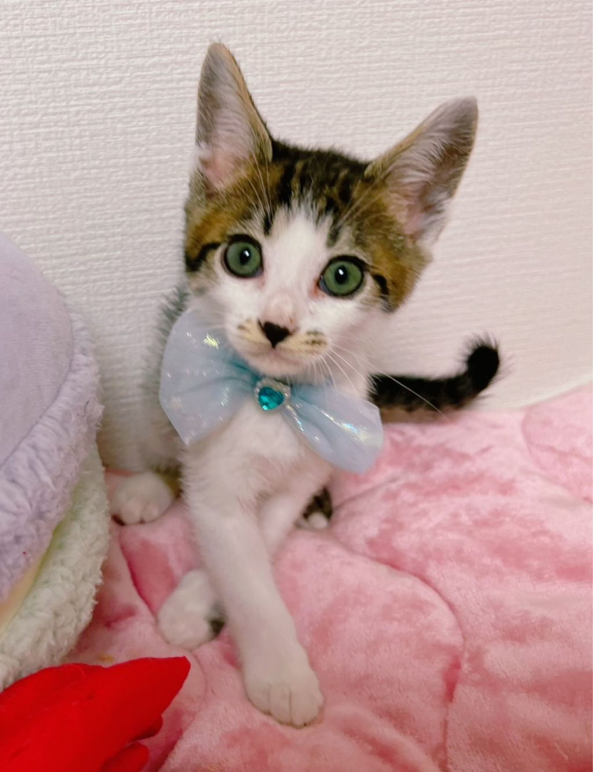雑種（ミックス猫）・オスの里親募集の写真