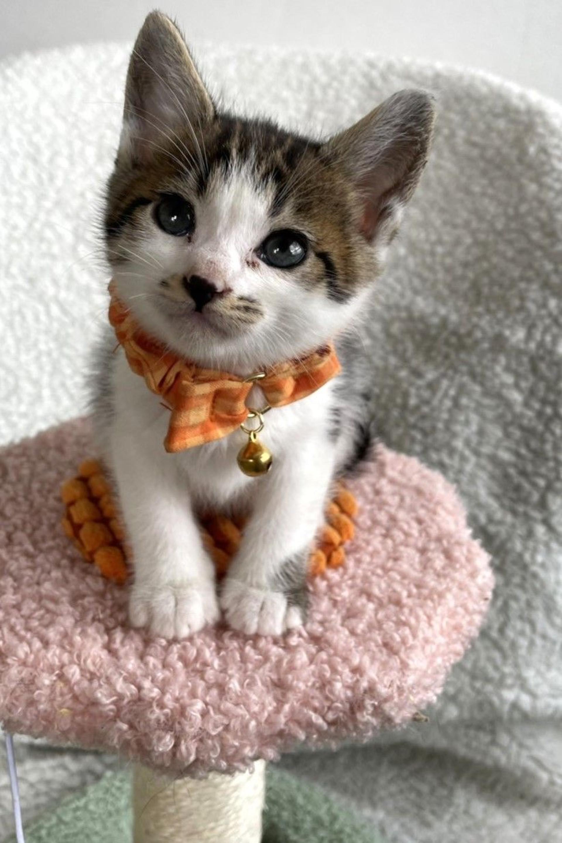 pet-image-3