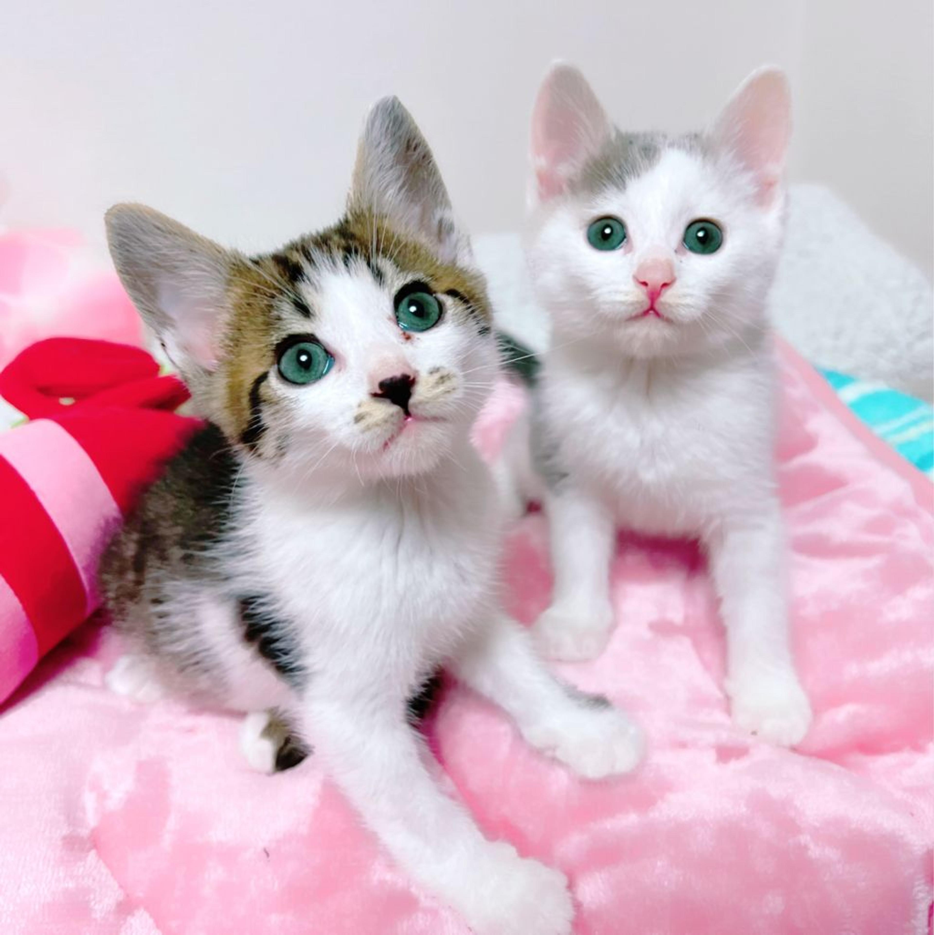pet-image-4
