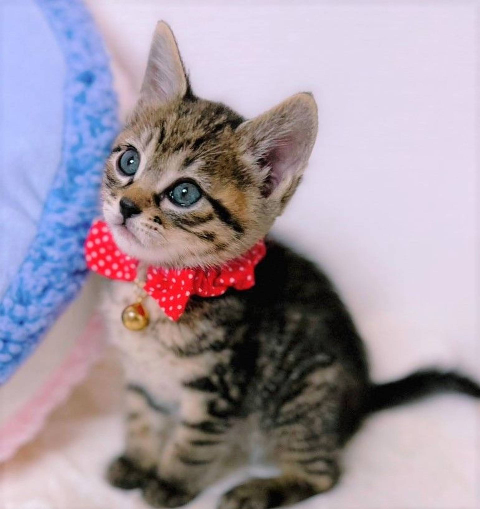 雑種（ミックス猫）・オスの里親募集の写真