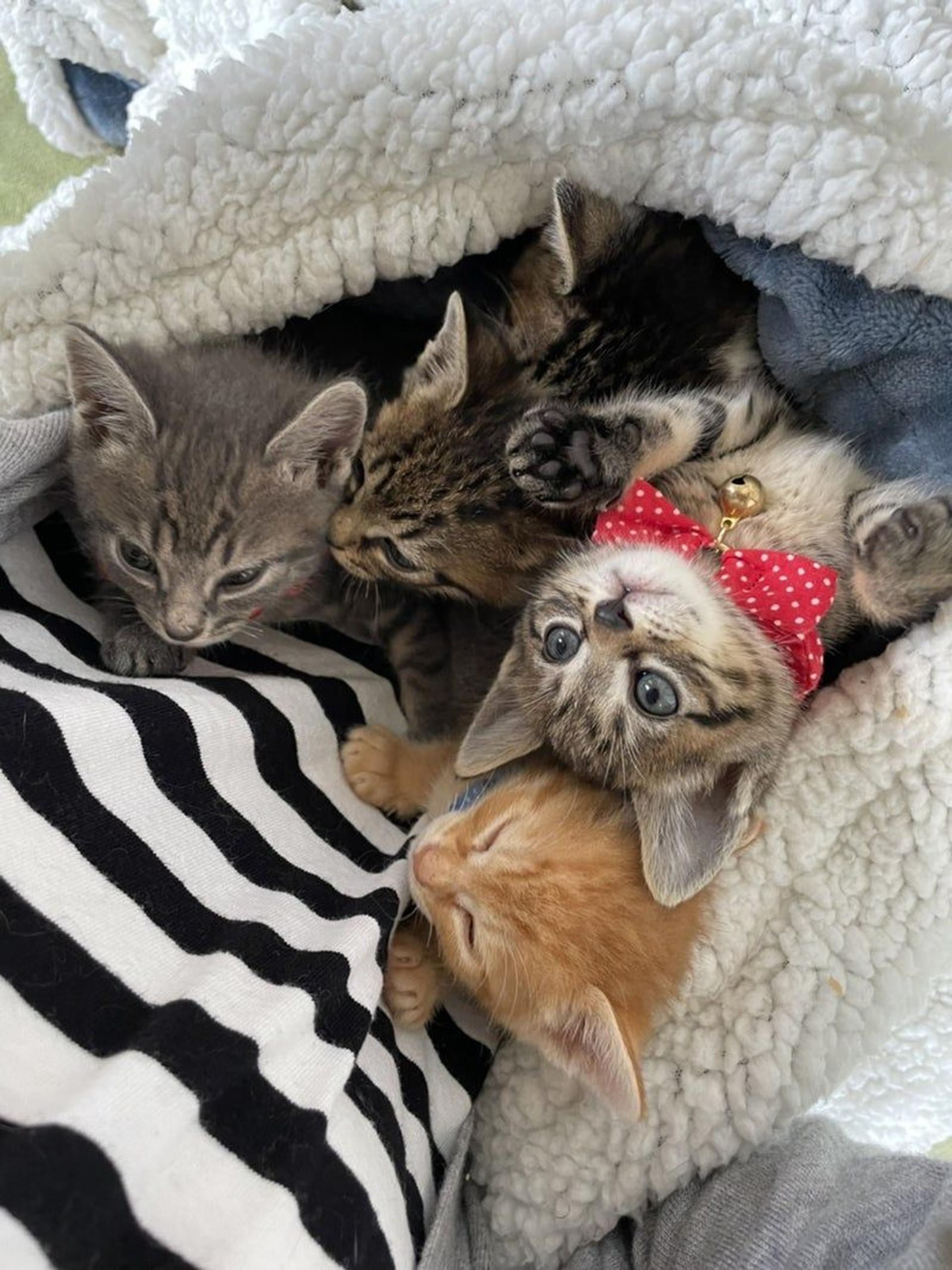 pet-image-3