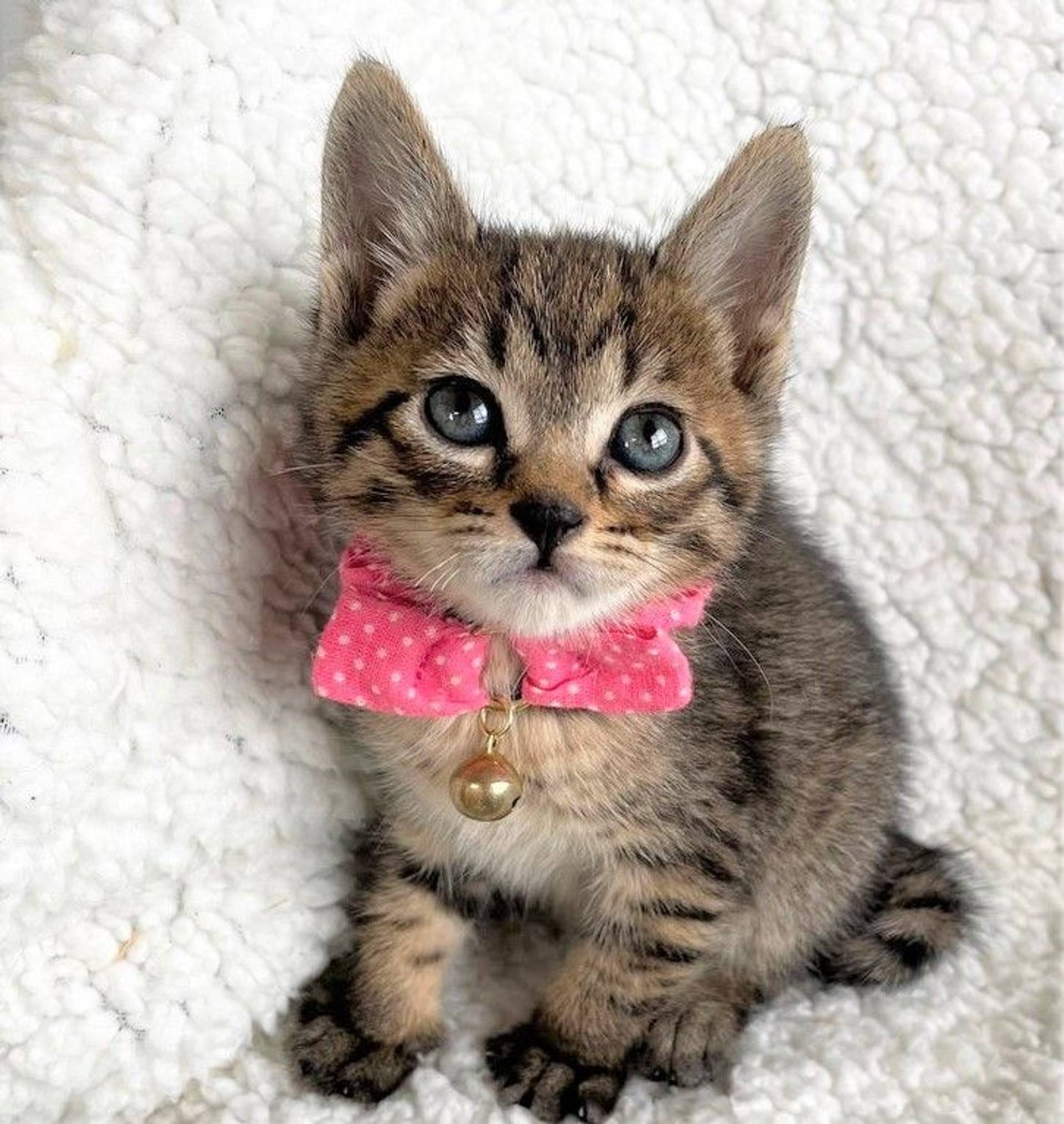 雑種（ミックス猫）・オスの里親募集の写真